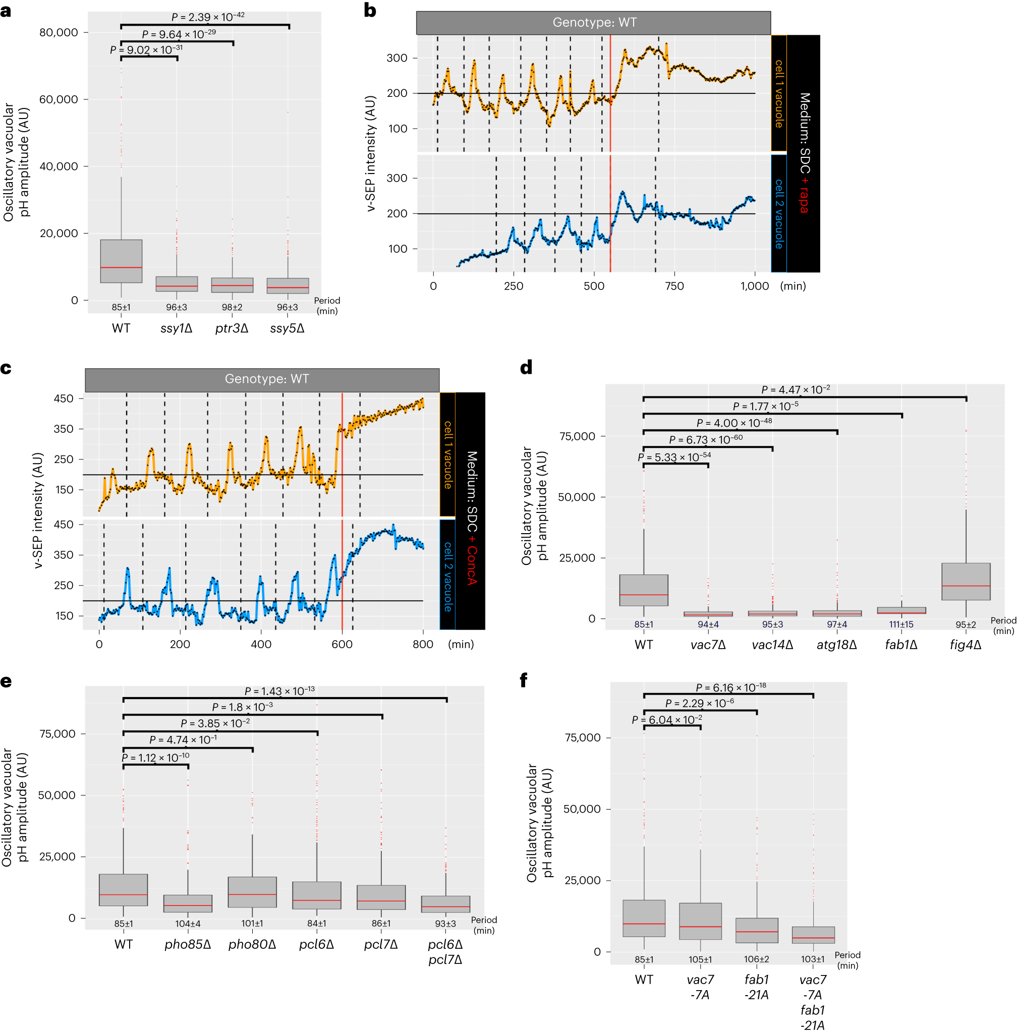Fig. 3: Vacuolar pH oscillations require the SPS response, TORC1 signaling, v-ATPase activity, oscillatory production of PtdIns(3,5)P2 by the Fab1 complex and the nutrient-responsive CDK, Pho85.