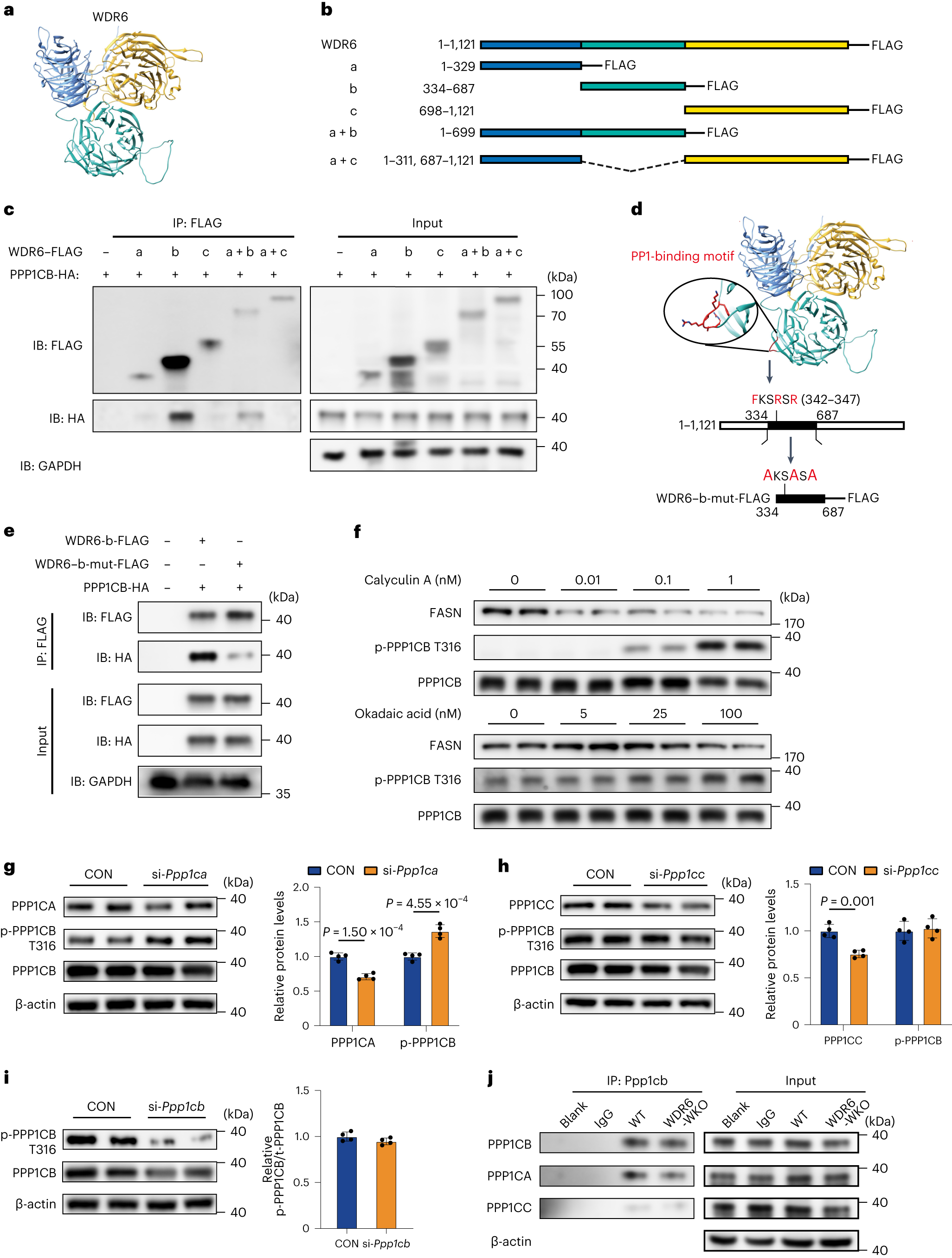 Fig. 6: An FKSRSR motif of WDR6 interacts with PPP1CB, while PPP1CA is involved in the dephosphorylation of PPP1CB.