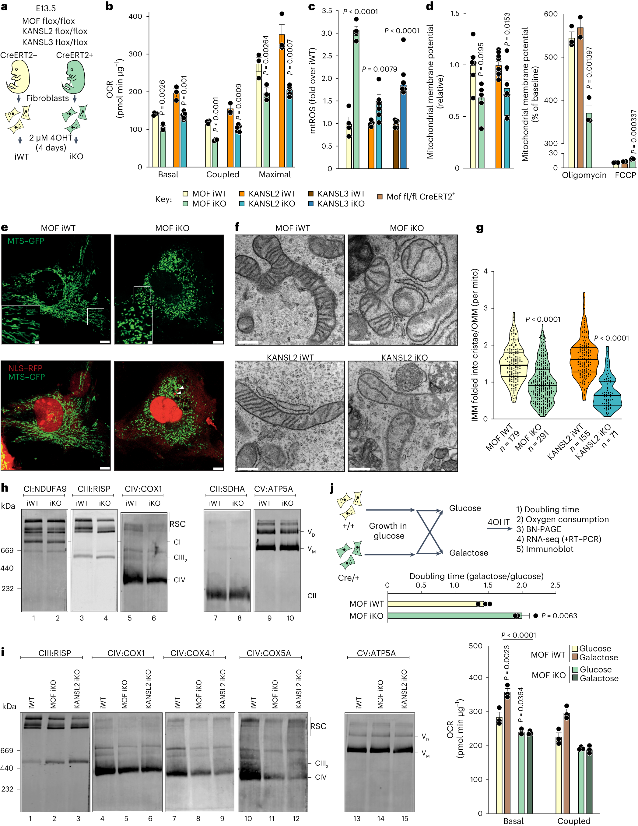 COX17 acetylation via MOF–KANSL complex promotes mitochondrial integrity  and function