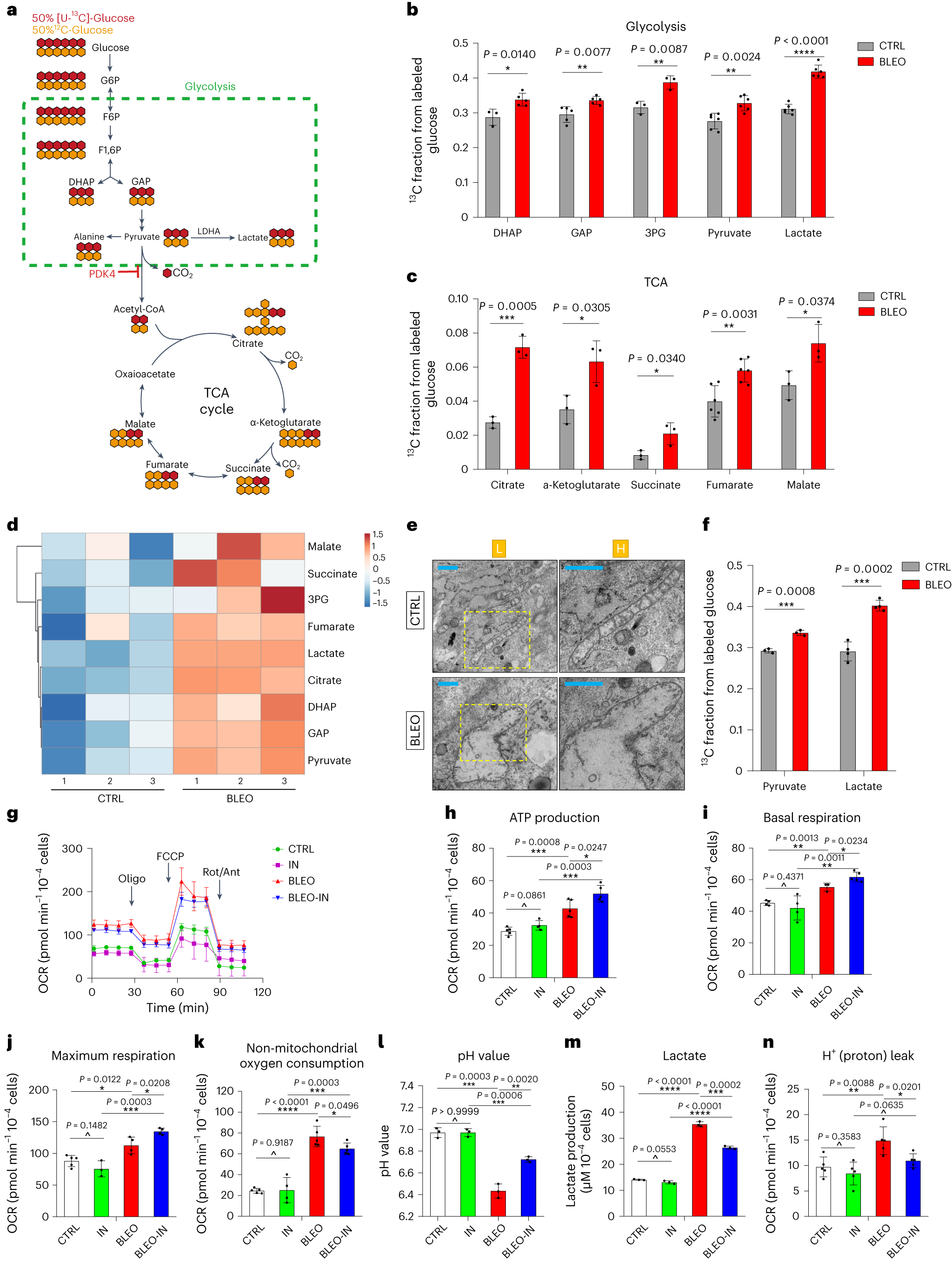 Fig. 2: Senescent cells display a distinct glucose metabolism profile.