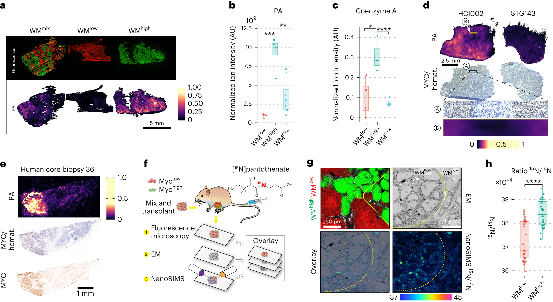 Fig. 2: Pantothenic acid correlates with MYC expression in mammary tumors.