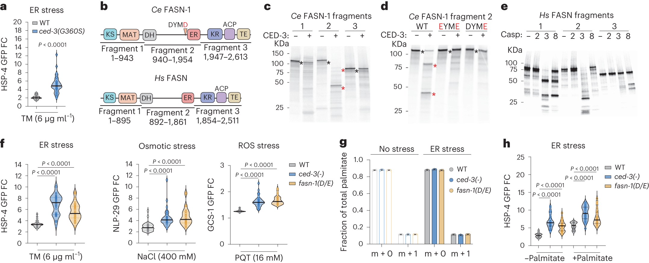 Fig. 2: FASN activated by caspase cleavage limits pan-stress responses independent of palmitate synthesis.