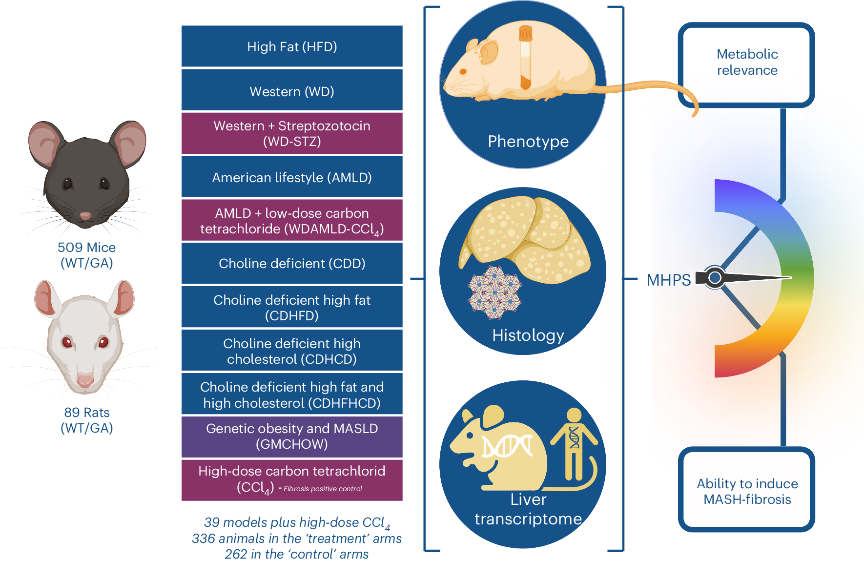 Metabolic diagram representing her energy