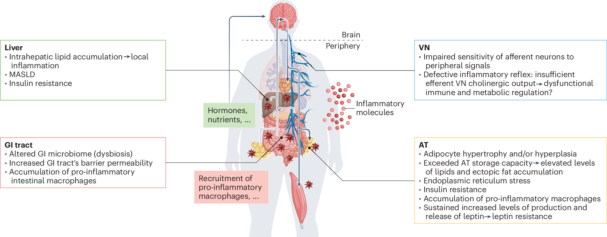 Obesity-induced inflammation: connecting the periphery to the brain | Nature Metabolism