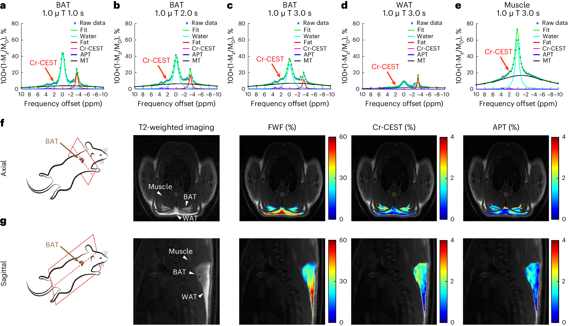 Fig. 1: Z-spectral fitting of adipose tissues producing multi-parametric contrasts including Cr-CEST.