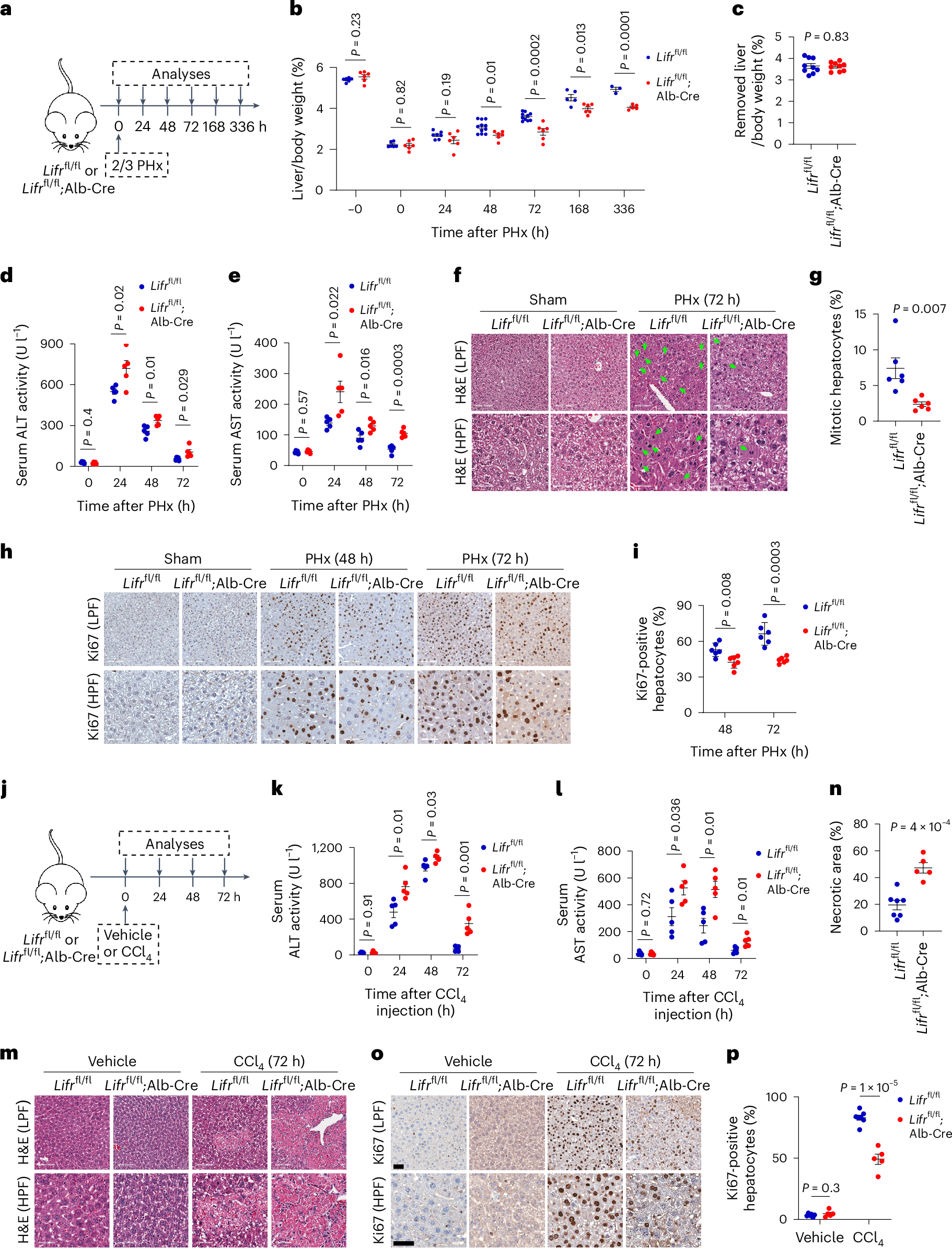 LIFR regulates cholesterol-driven bidirectional hepatocyte–neutrophil  cross-talk to promote liver regeneration | Nature Metabolism