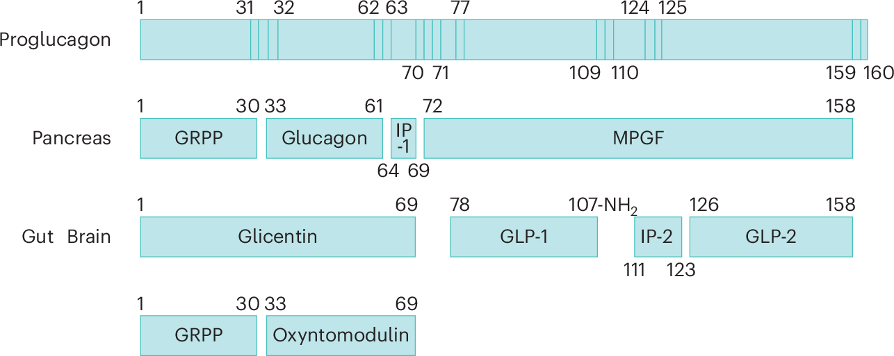 glp-1 super evolution GLP-1 physiology in obesity and development of incretin-based drugs for  chronic weight management