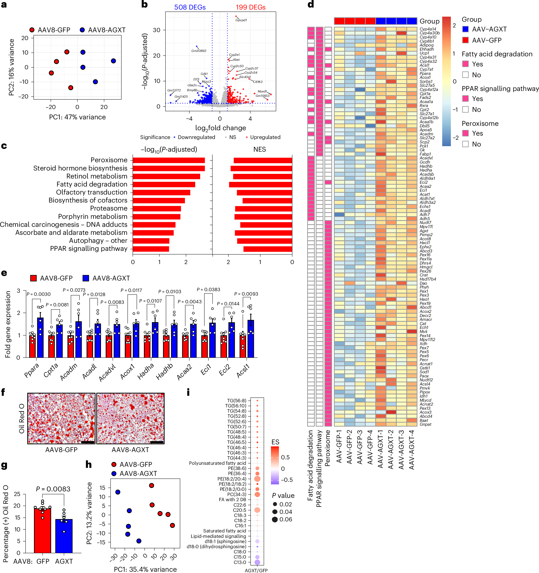 Fig. 3: Oxalate lowering via hepatocyte-specific overexpression of AGXT curbs hepatic steatosis through induction of fatty acid β-oxidation pathways.