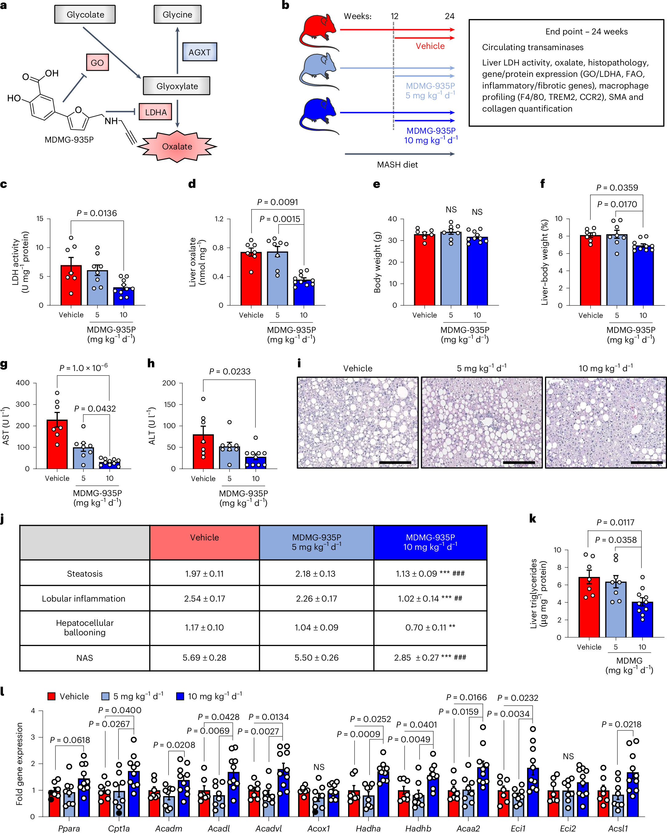 Fig. 7: Pharmacological targeting of hepatic oxalate overproduction ameliorates established MASH.