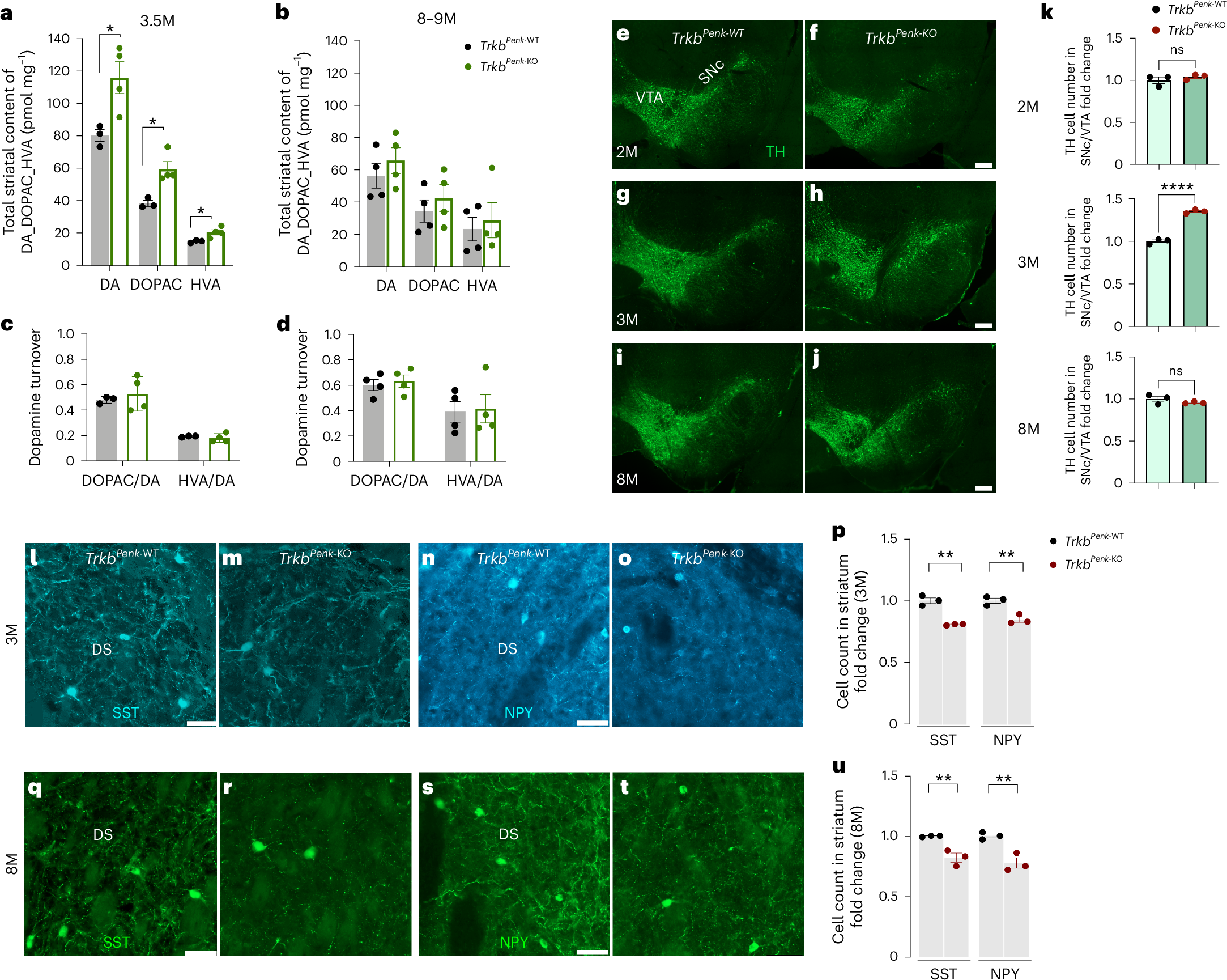 Fig. 2: Changes in the SNc–VTA regions cause increased striatal DA.