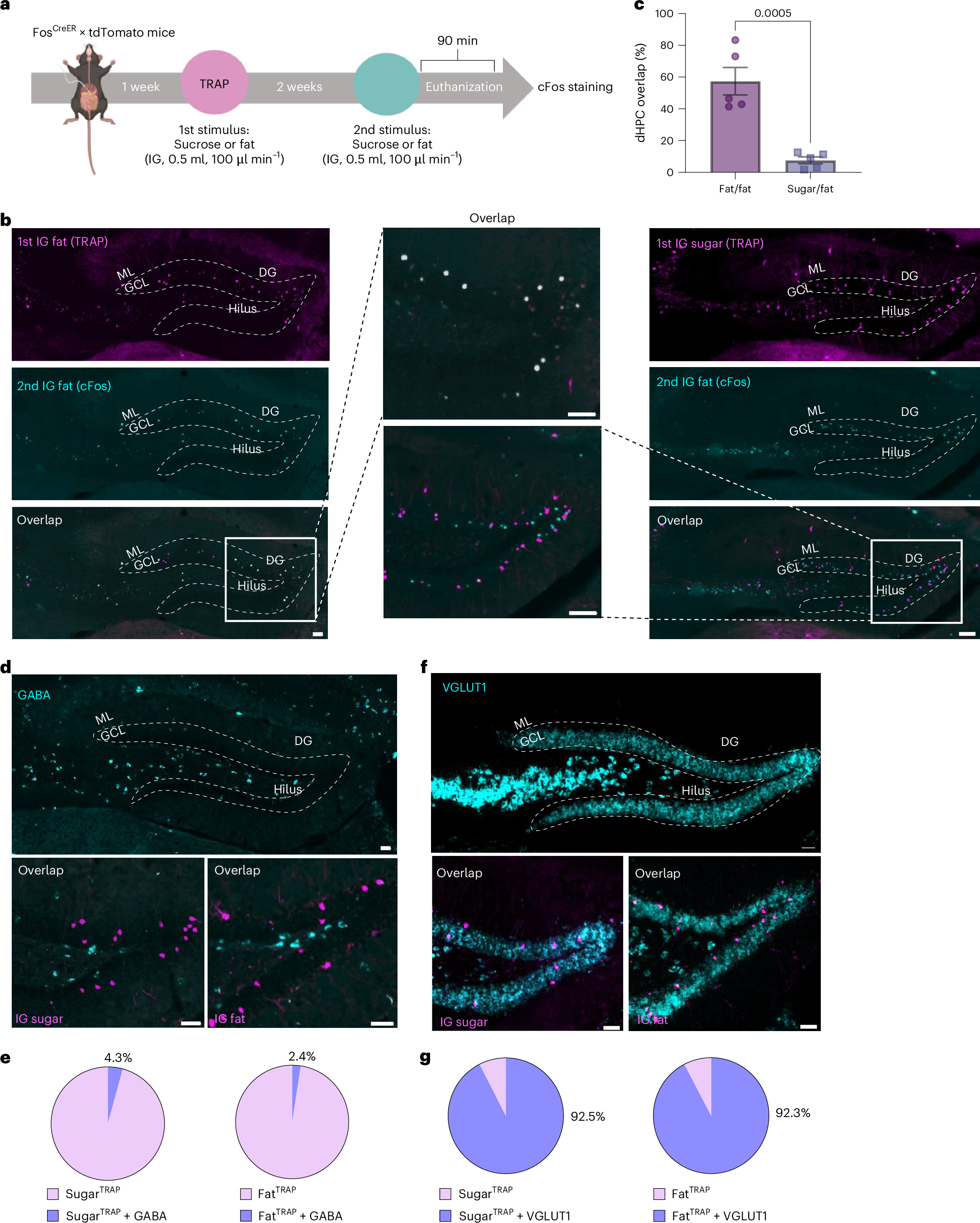 Fig. 2: Distinct glutamatergic dorsal hippocampal ensembles for fat and sugar.