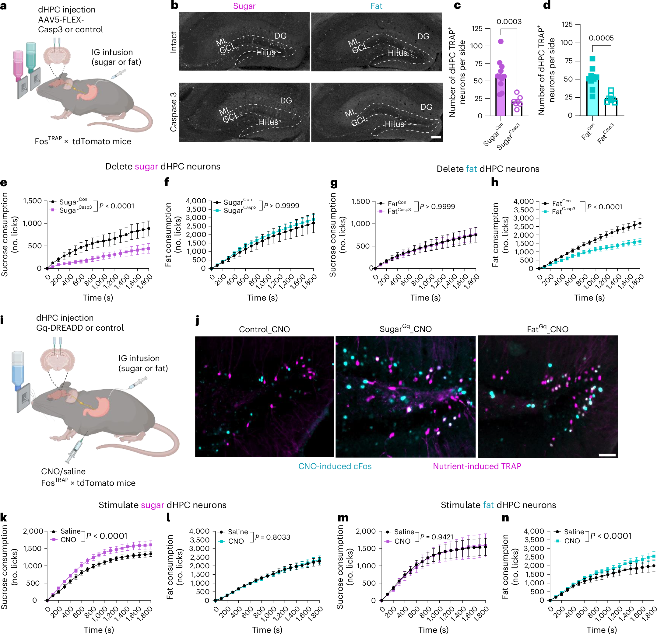 Fig. 3: Fat- and sugar-responsive dHPC neurons control nutrient-specific preference.