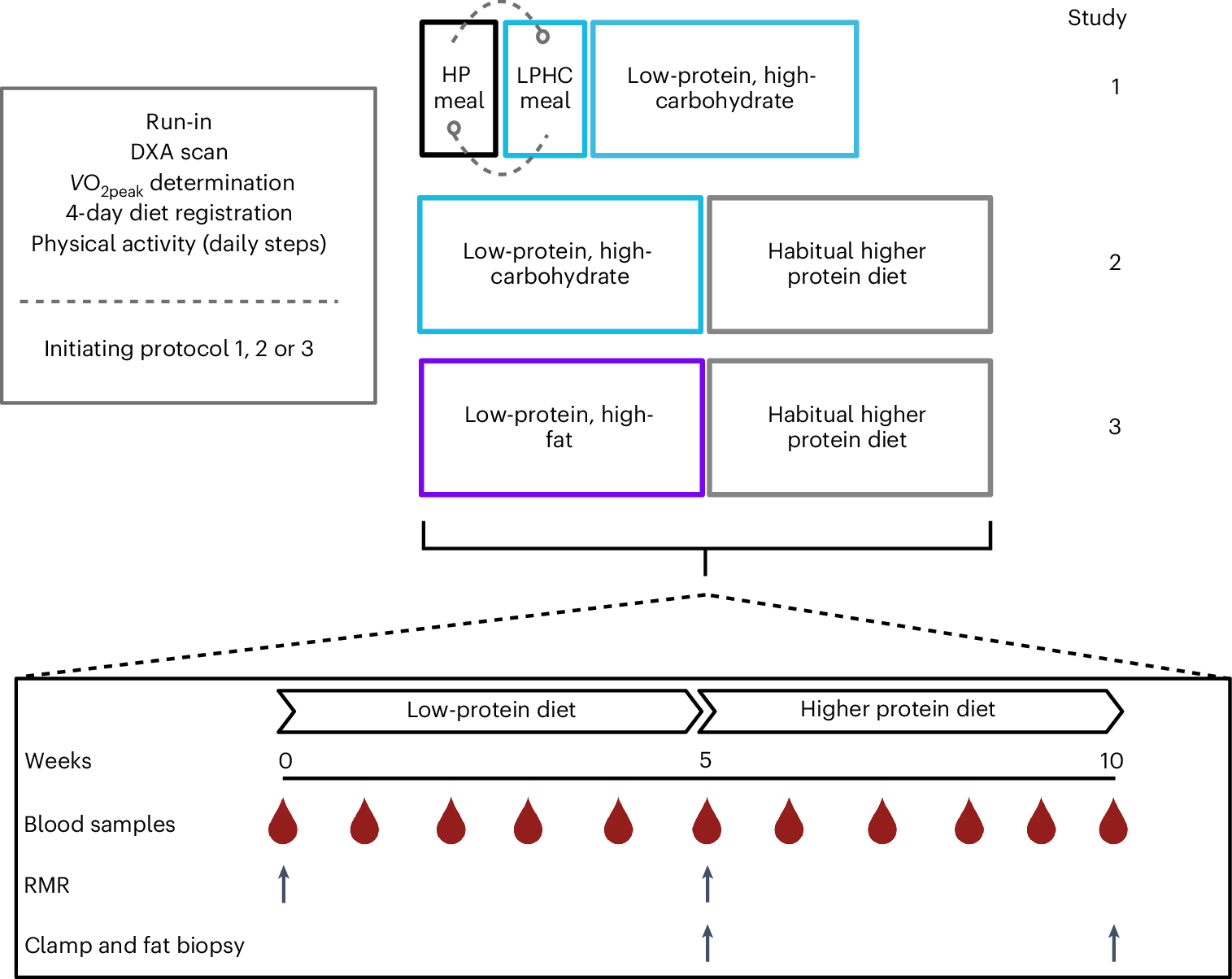 Nutrition and metabolism a complex dance