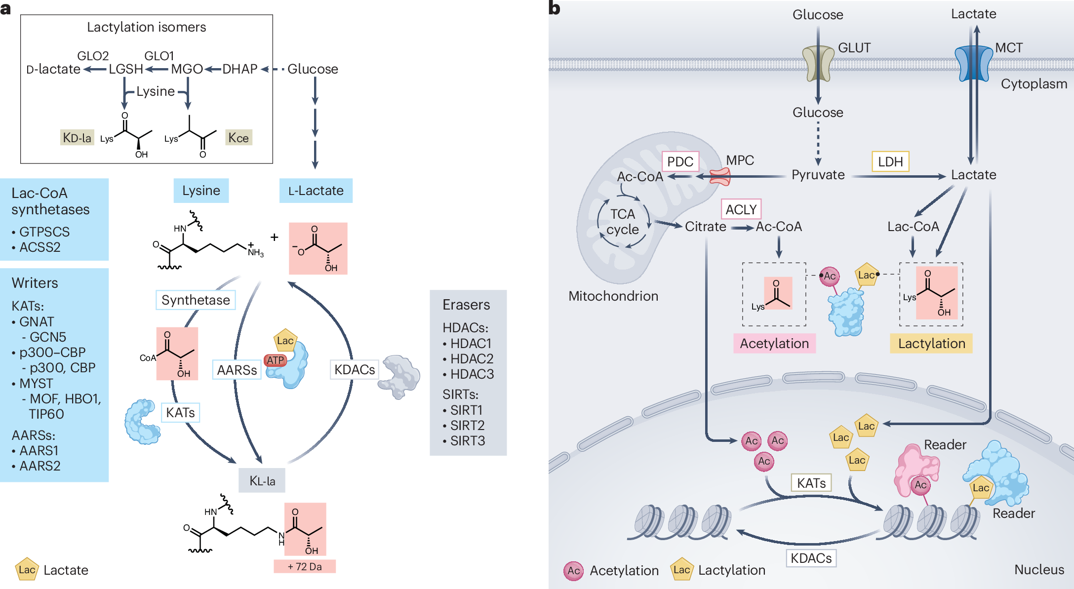 The emerging role of protein l-lactylation in metabolic regulation and cell  signalling | Nature Metabolism