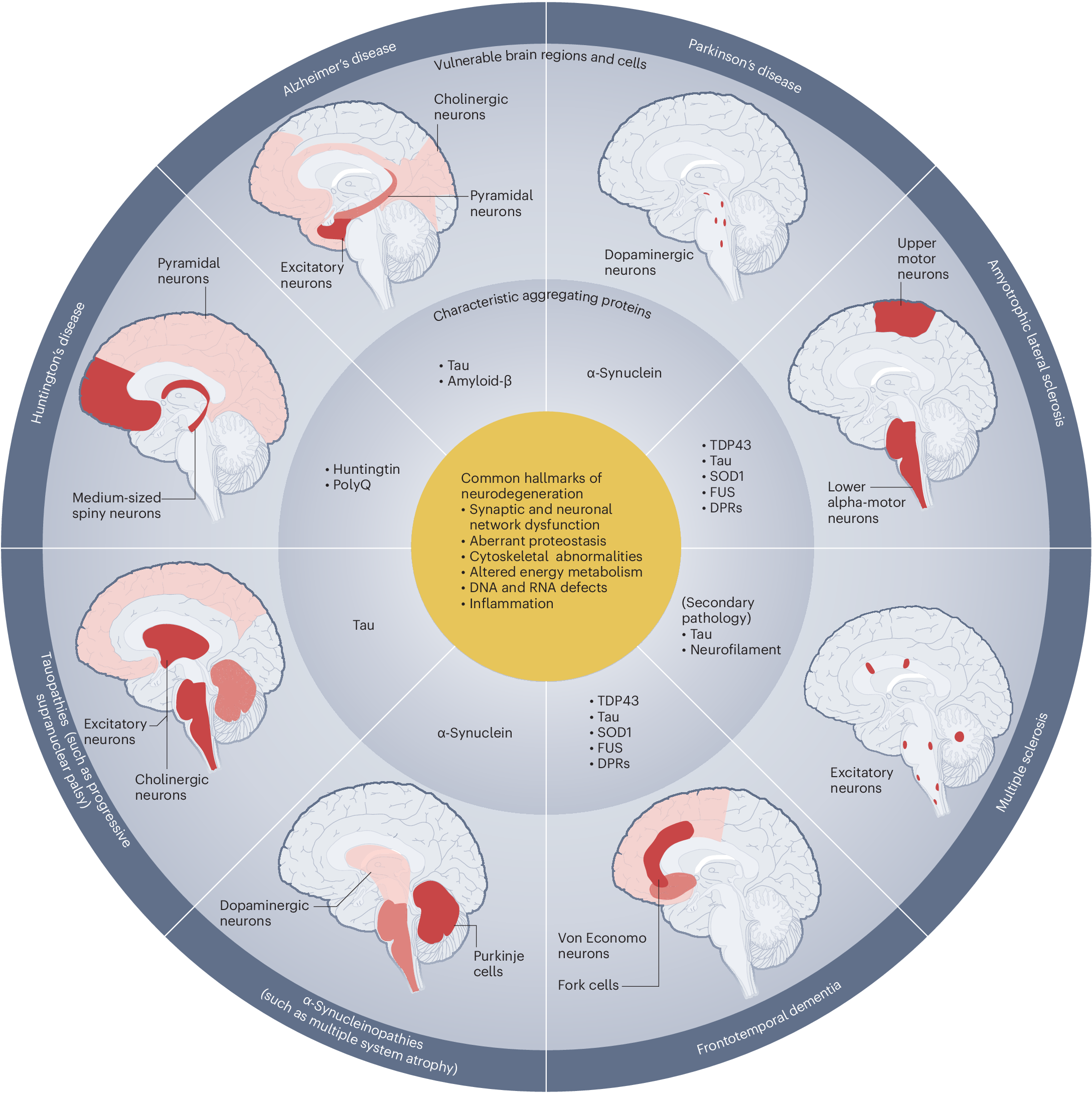 Incretin-based therapeutics for the treatment of neurodegenerative diseases  | Nature Metabolism