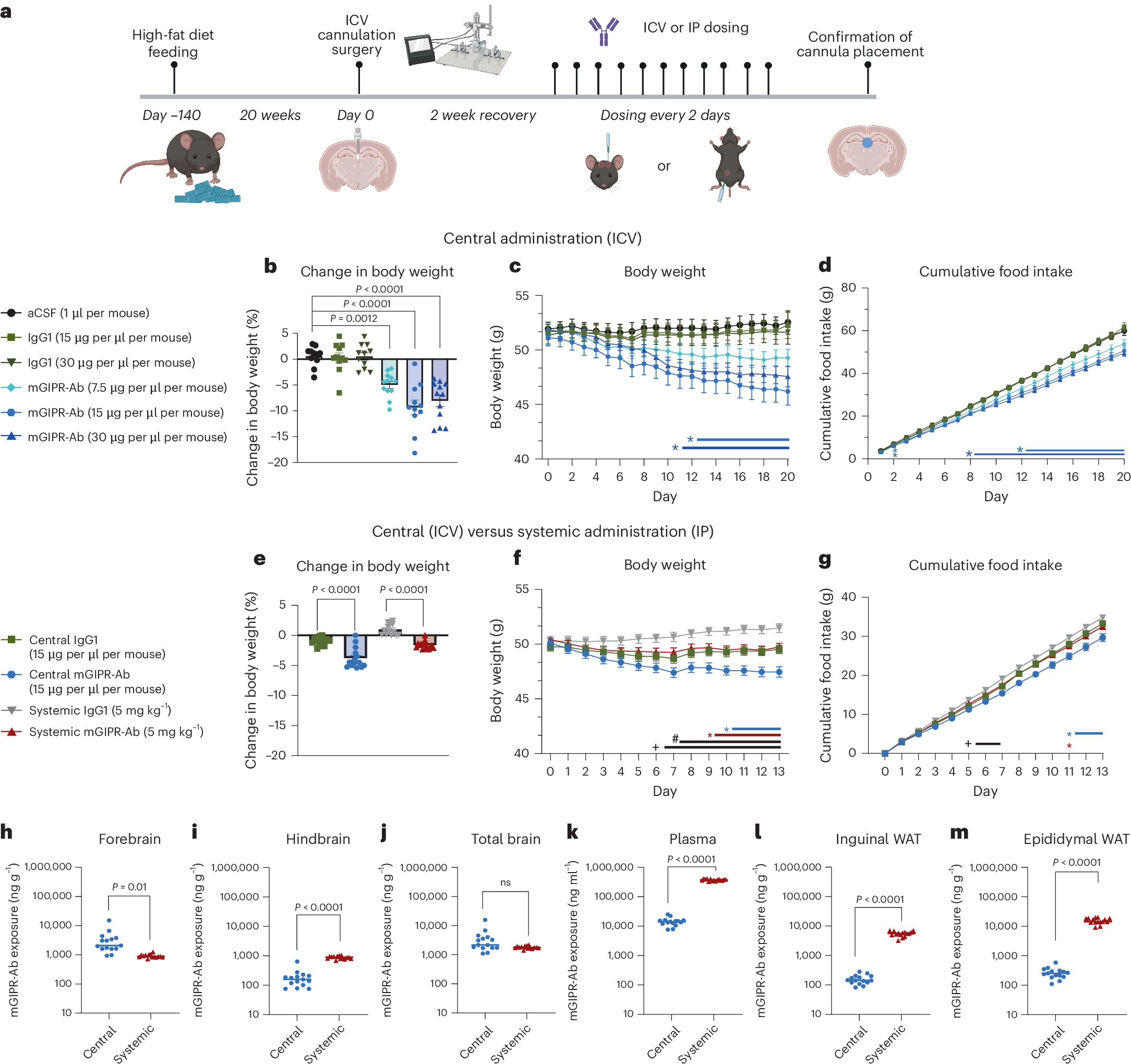 Fig. 1: Anti-GIPR antibody administration to the brain reduces body weight and food intake in obese mice.