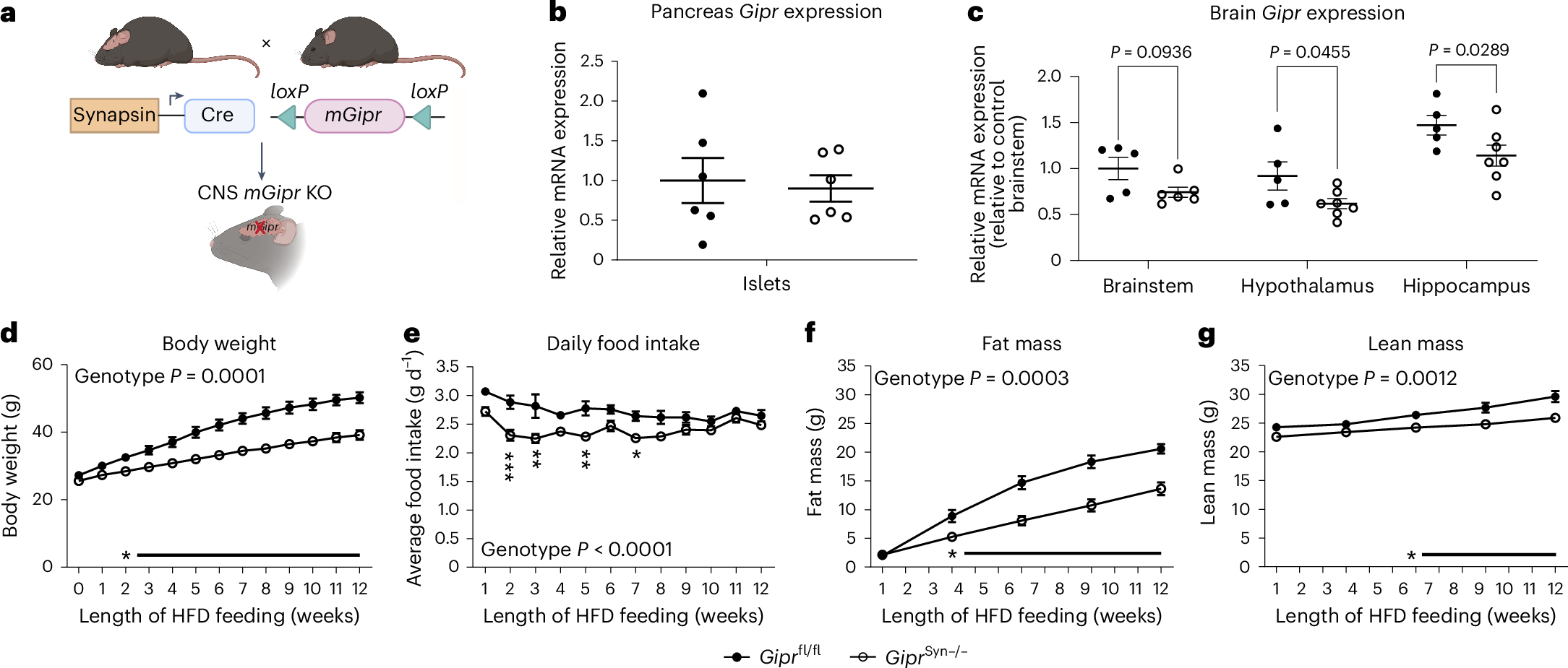 Fig. 2: Mice with CNS KO of Gipr are resistant to diet-induced obesity.