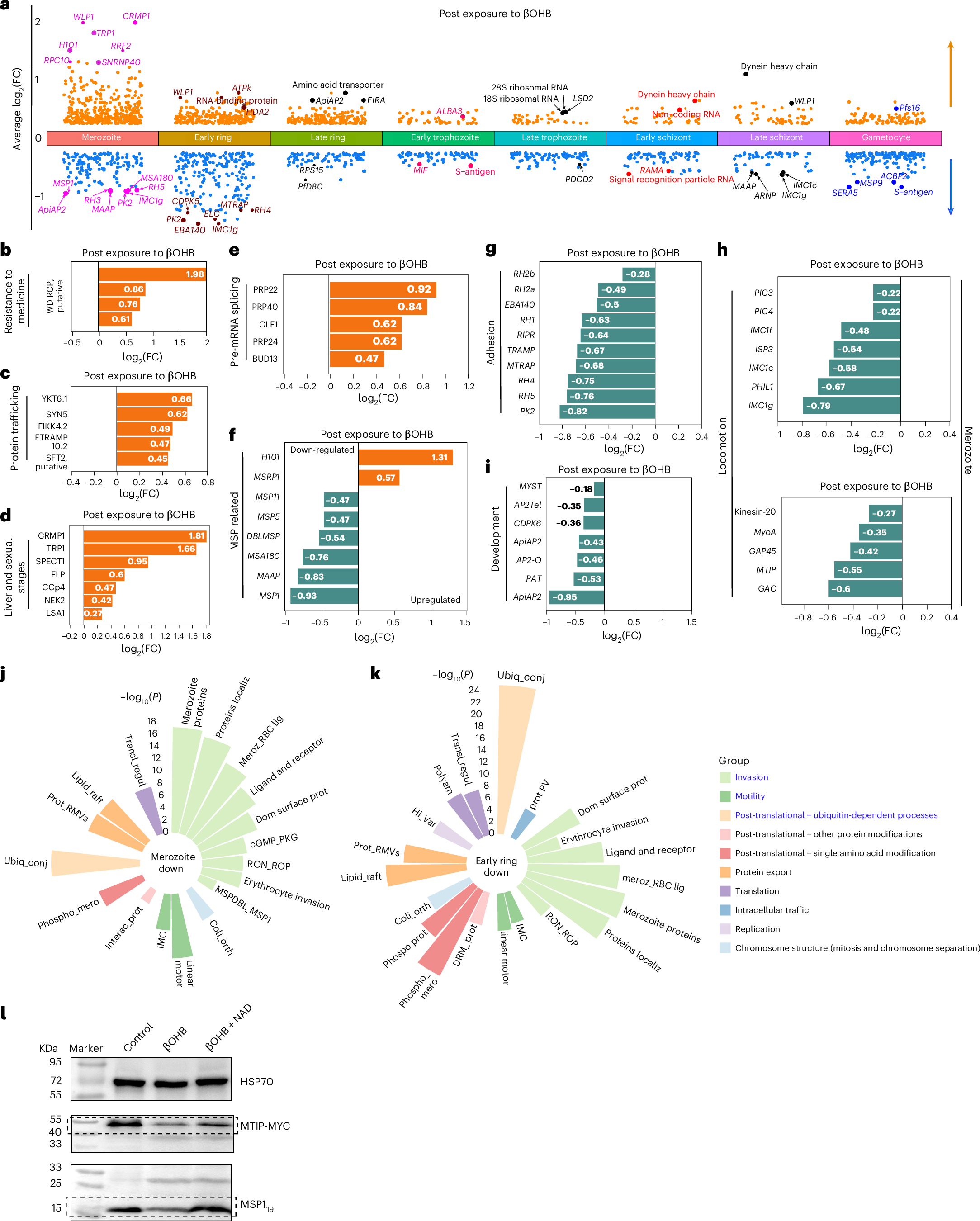 Fig. 4: βOHB disrupted transcriptional processes in P. falciparum 3D7 parasites.