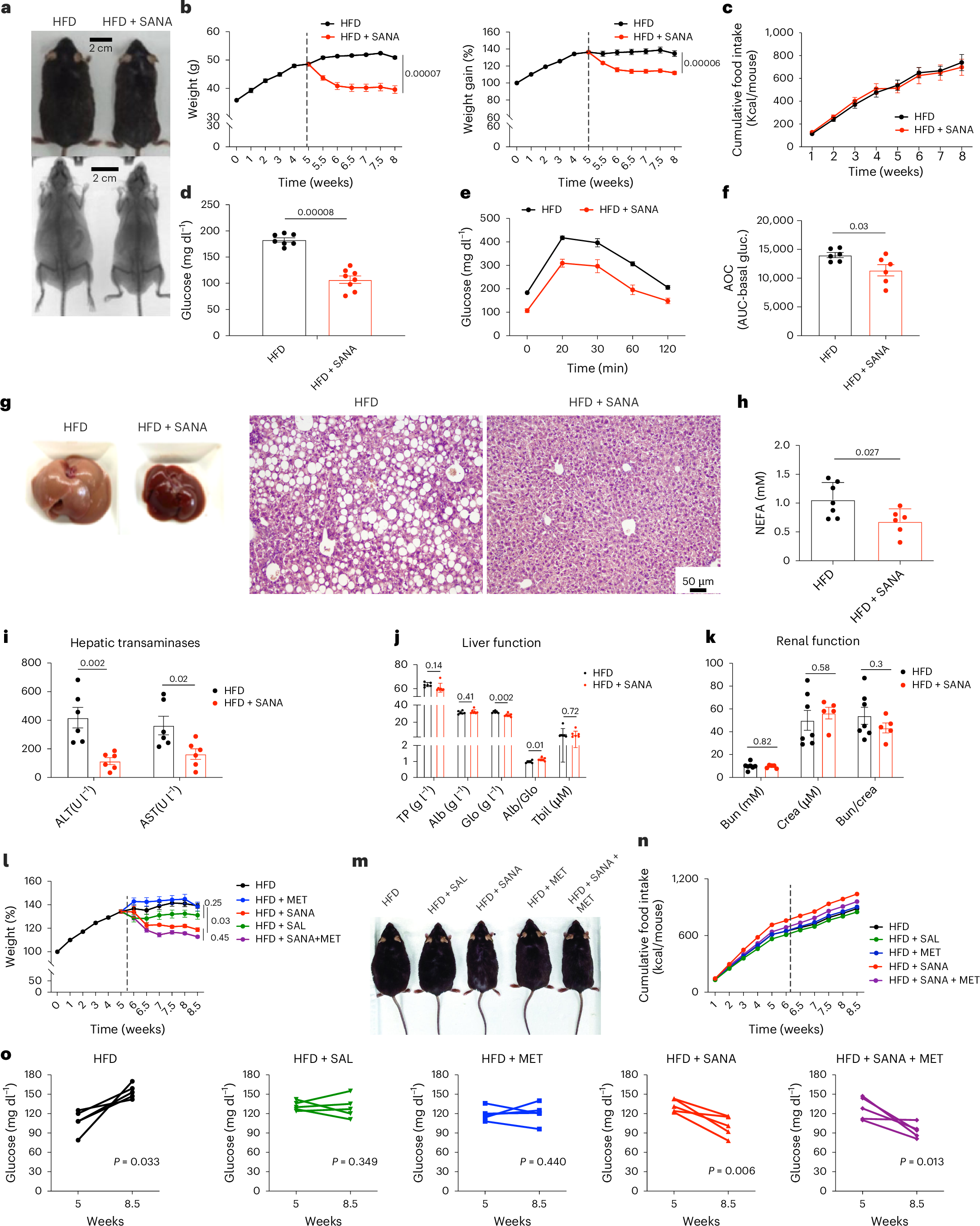 Fig. 3: Treatment of obese mice with SANA promotes weight loss and amelioration of glucose intolerance and liver damage.