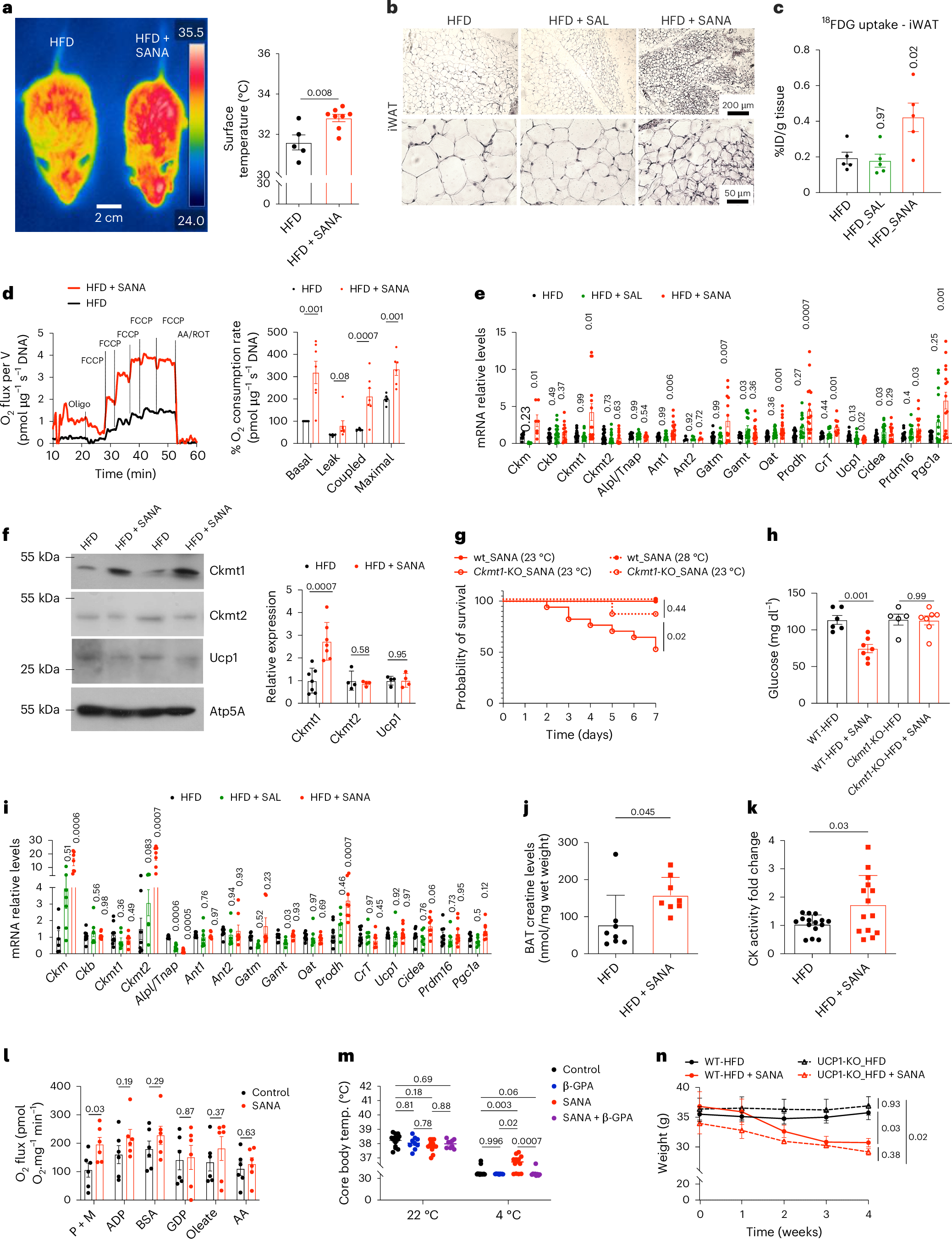 Fig. 5: SANA stimulates mitochondrial respiration, a gene expression signature of creatine-dependent thermogenesis and a UCP1-independent loss of weight.