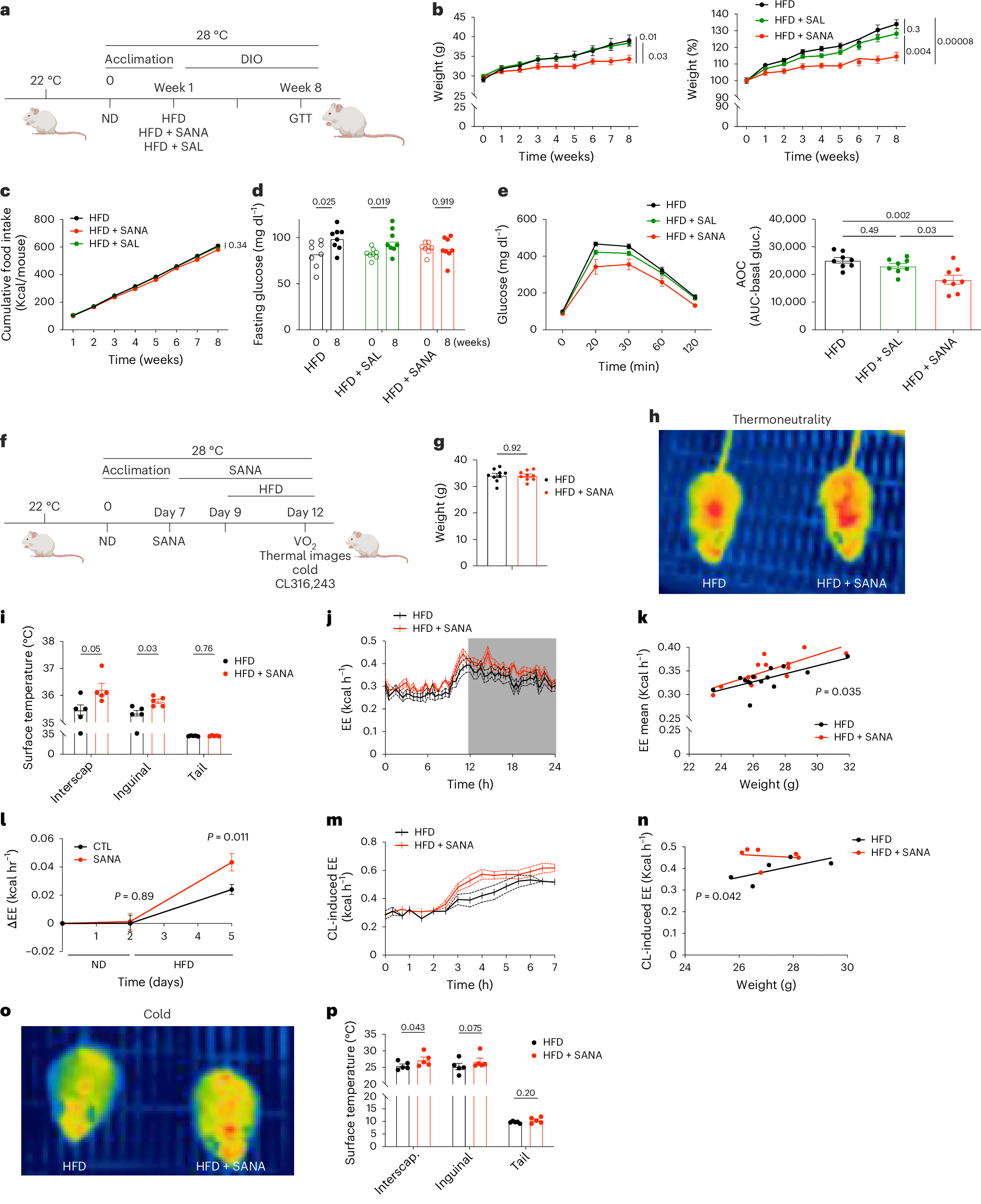 Fig. 6: SANA stimulates energy expenditure and protects against obesity under thermoneutral conditions.