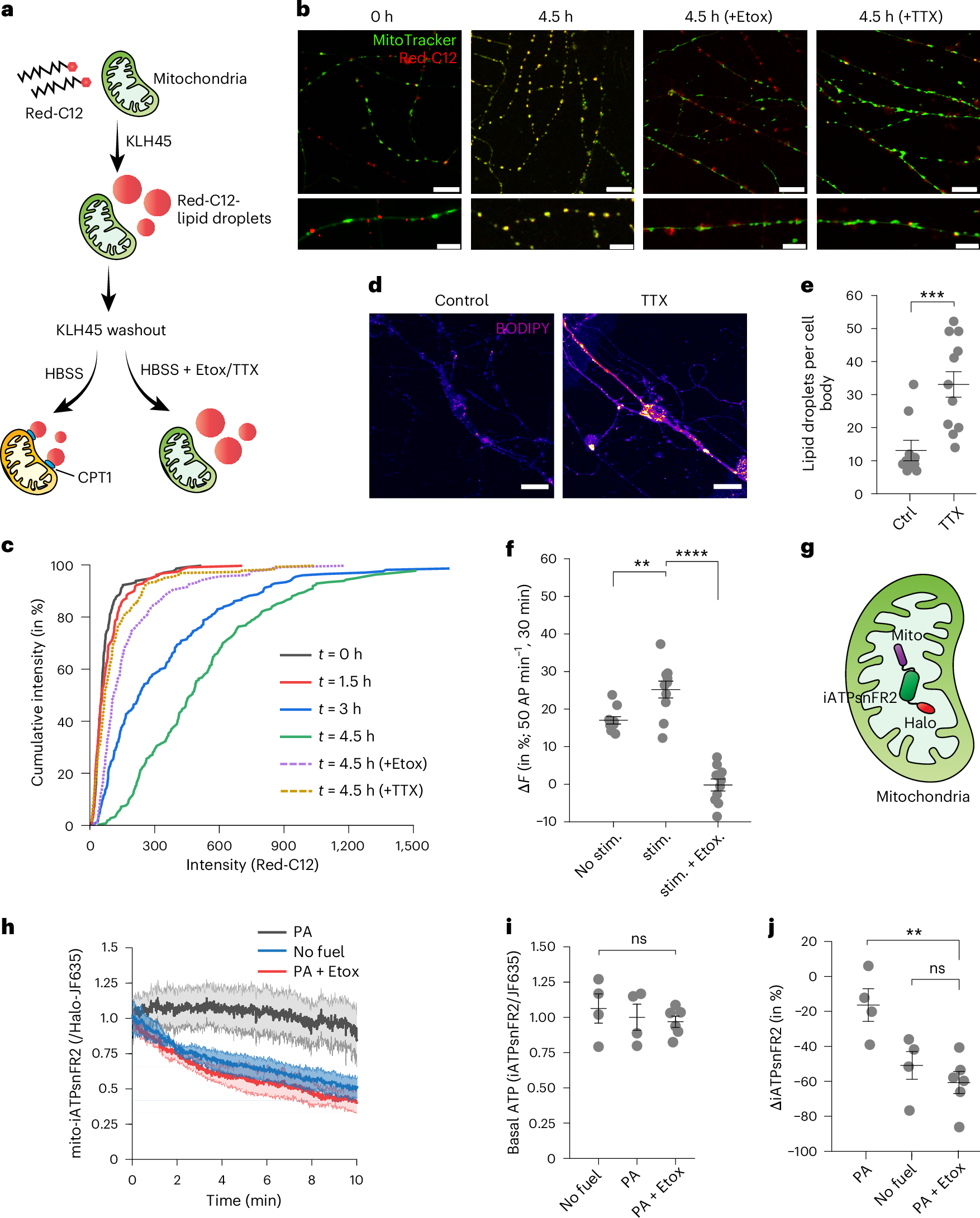 Fig. 3: Synaptic activity and CPT1 facilitate FA transfer to the mitochondrial matrix to sustain ATP levels in neurons.