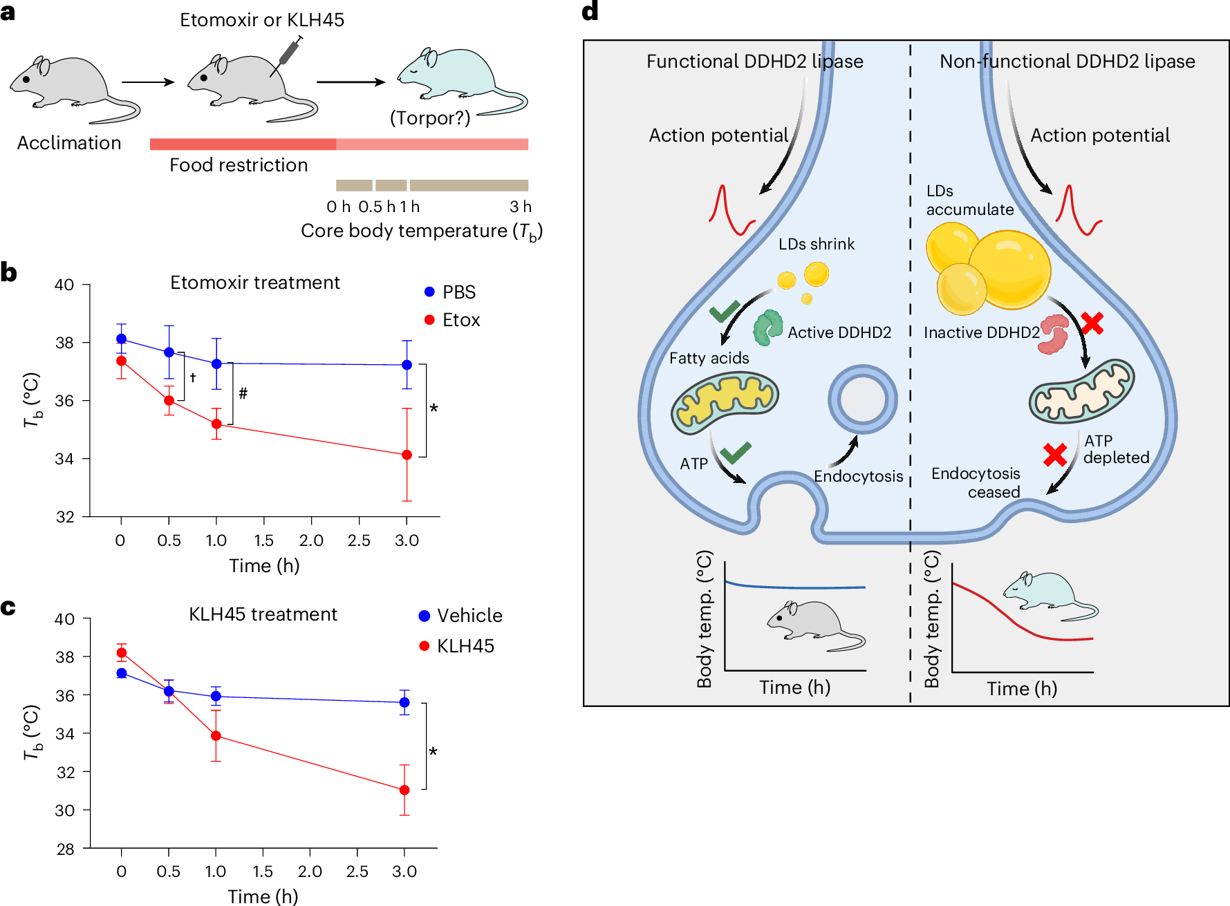 Fig. 5: Inhibition of lipolysis in the brain induces torpor.