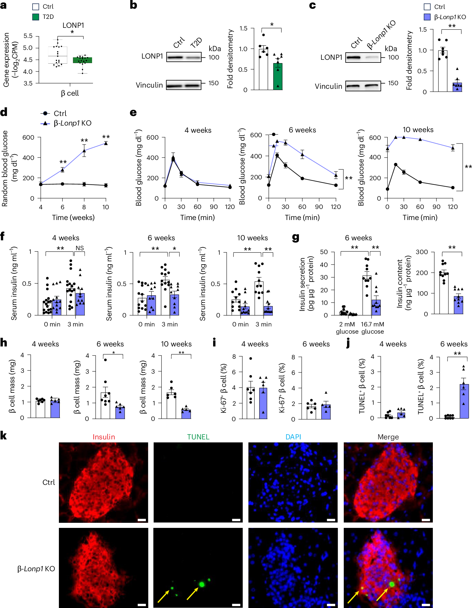 Fig. 2: Pancreatic β-cell-specific LONP1 deficiency leads to hyperglycaemia due to β cell apoptosis and loss of β cell mass.