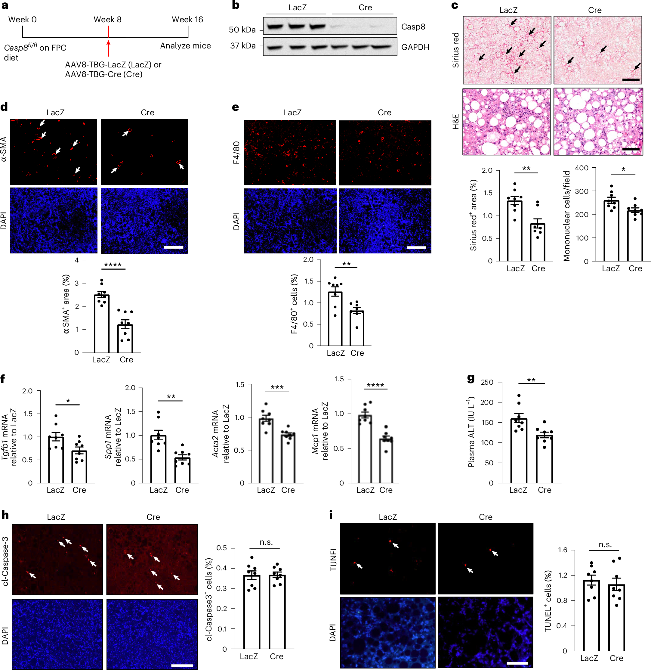 Fig. 1: Deletion of hepatocyte caspase-8 in diet-induced MASH decreases liver fibrosis without blocking hepatocyte apoptosis.