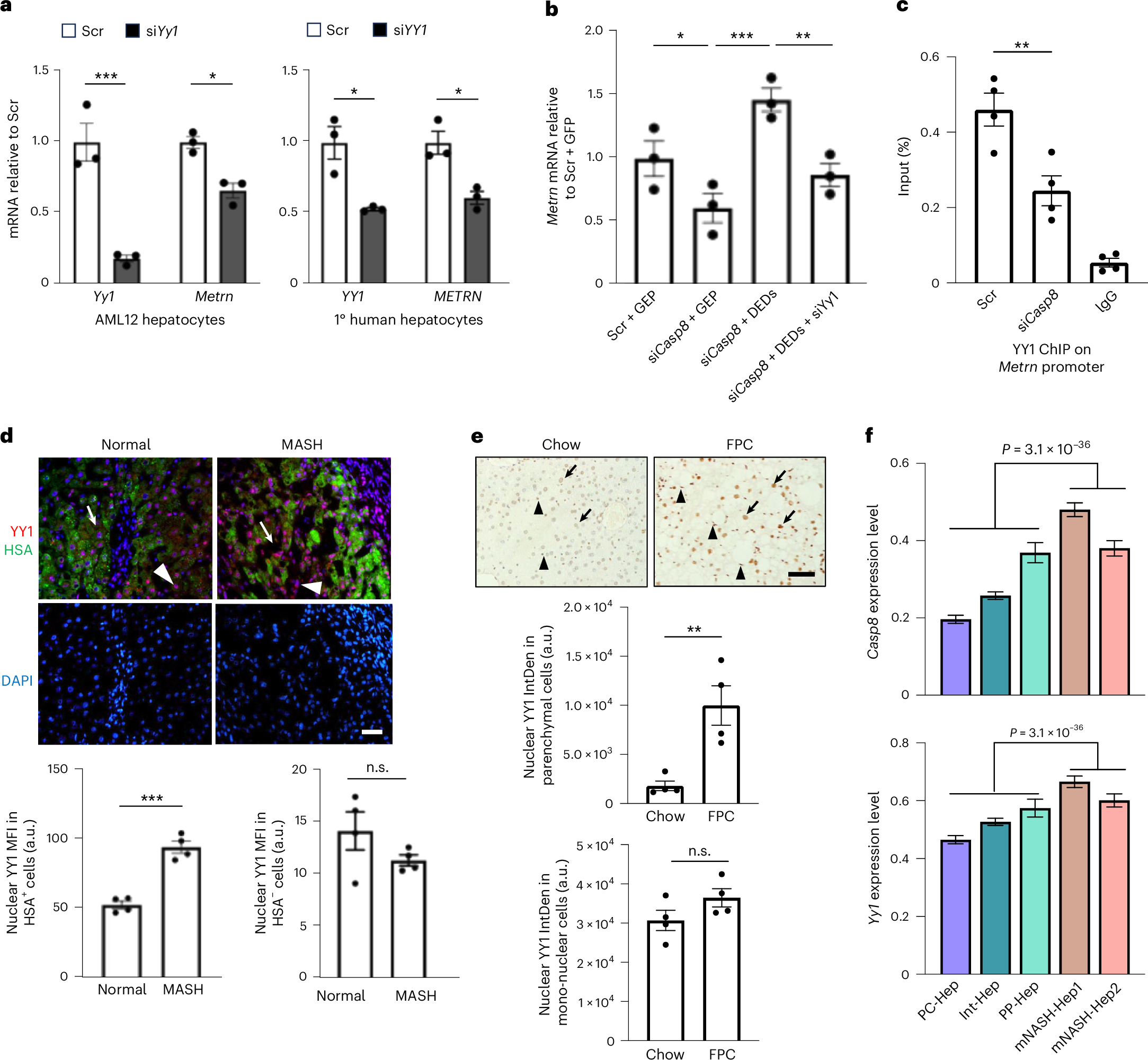 Fig. 5: YY1 mediates meteorin induction downstream of caspase-8.