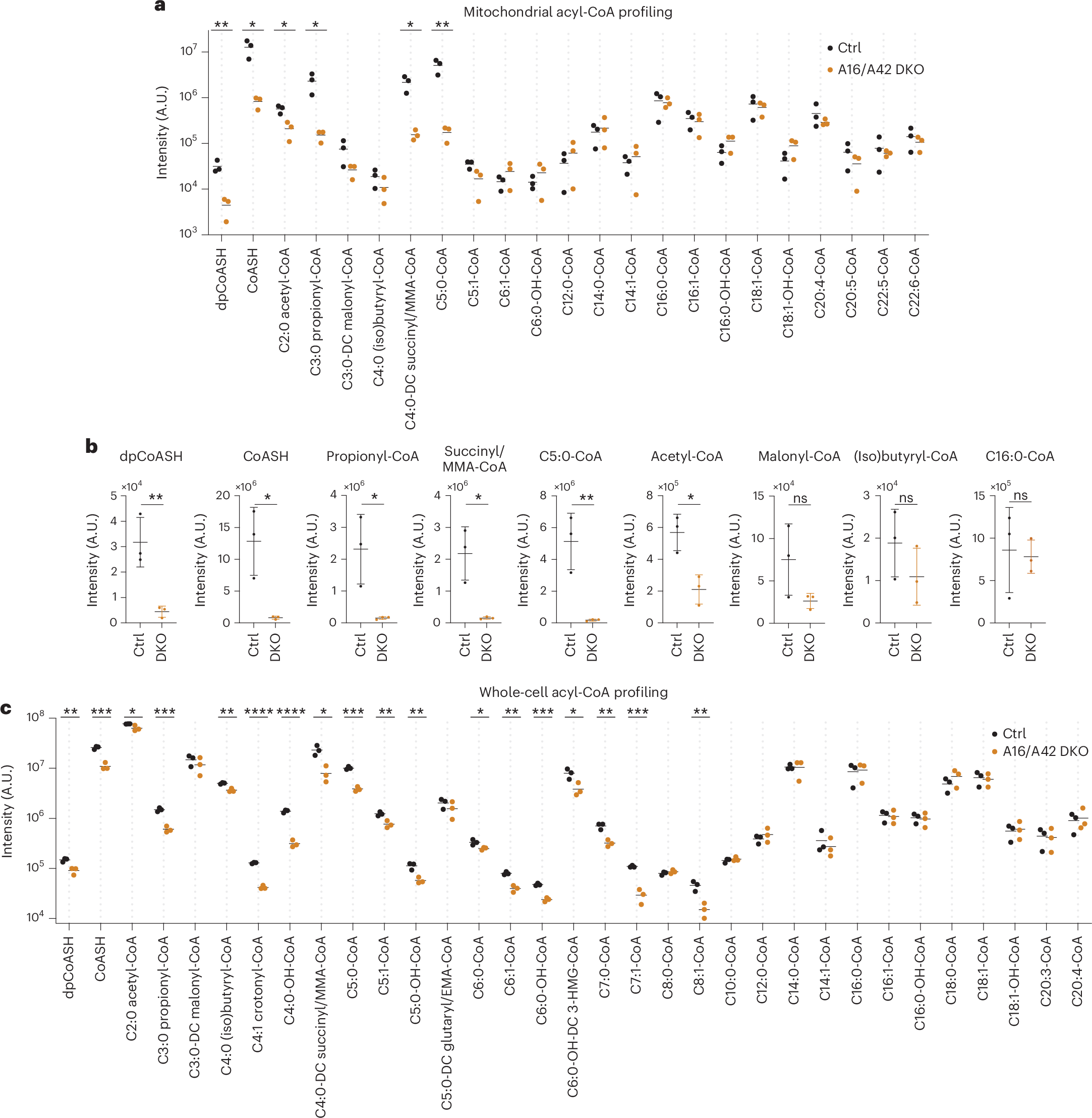 Fig. 5: A16/A42 DKO leads to a specific depletion of short-chain acyl-CoAs within the K562 mitochondria.