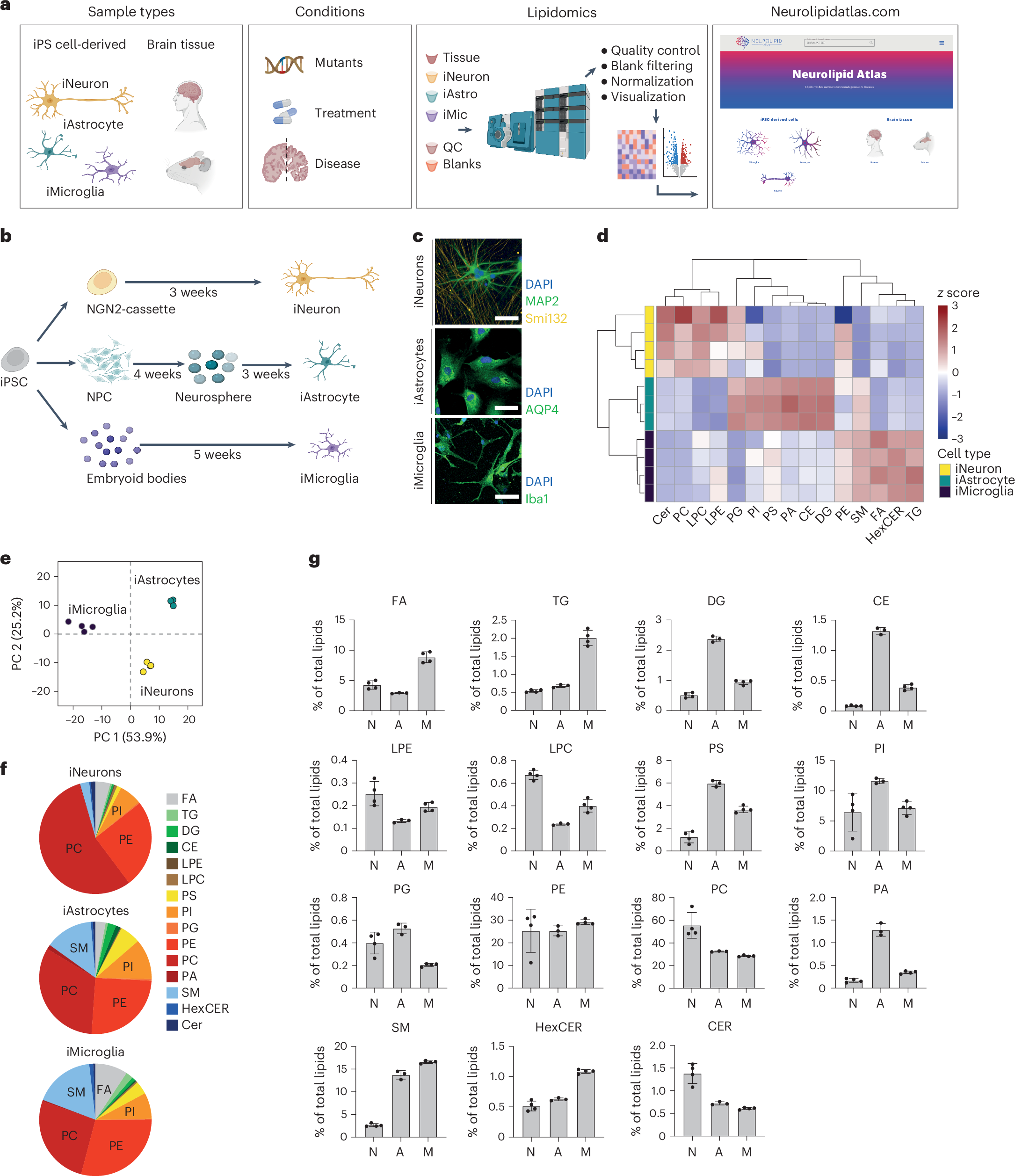 Fig. 1: Lipotypes of human iNeurons, iAstrocytes and microglia.