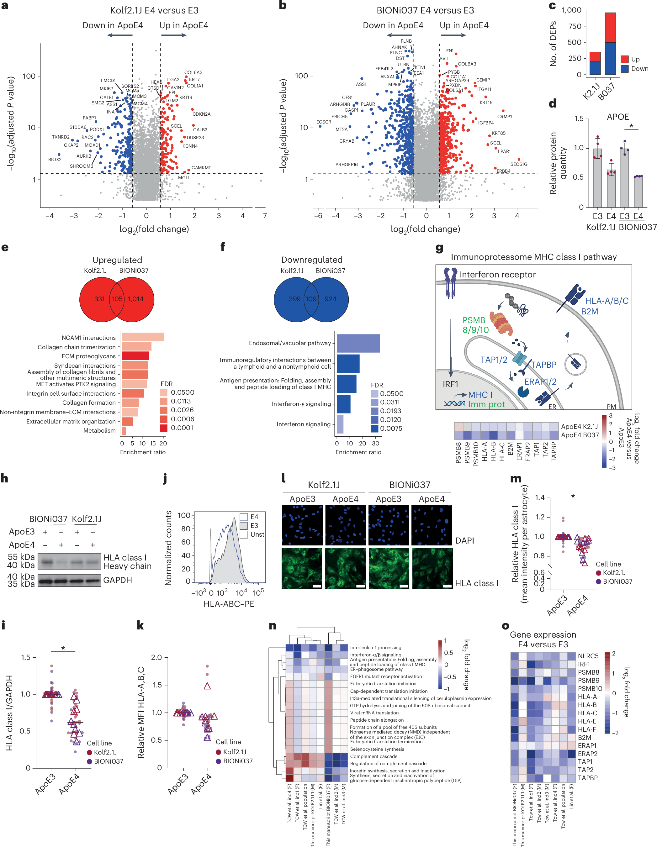 Fig. 4: Proteomic and transcriptomic analysis of human isogenic ApoE3 and ApoE4 iAstrocytes.