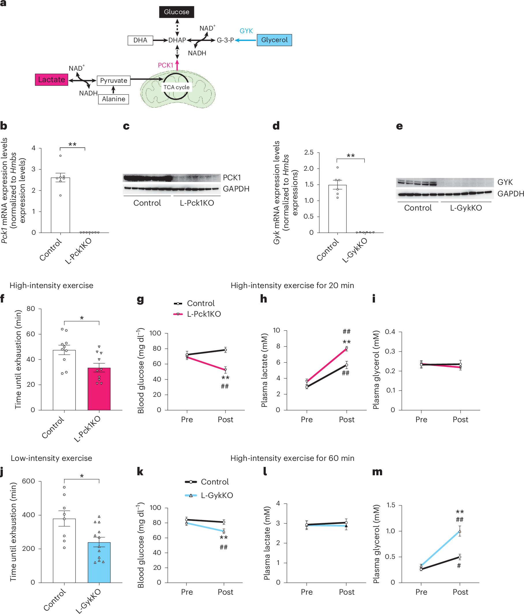 Fig. 1: L-Pck1KO and L-GykKO decrease high-intensity and low-intensity exercise capacities, respectively.