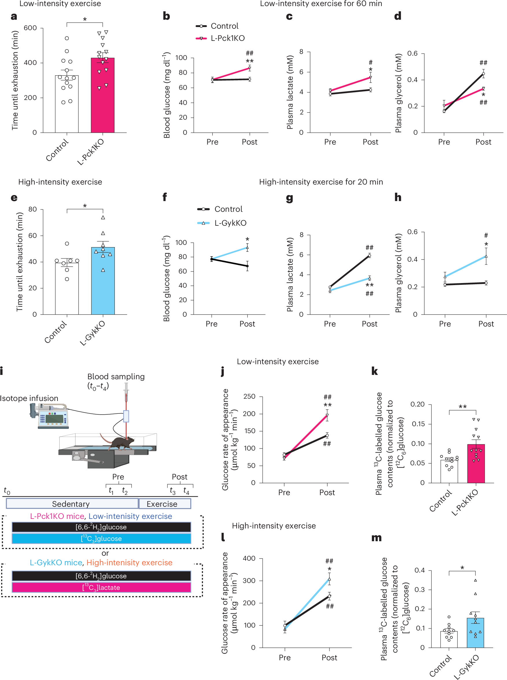 Fig. 2: L-Pck1KO and L-GykKO increase low-intensity and high-intensity exercise capacities with enhanced gluconeogenesis from glycerol and lactate, respectively.