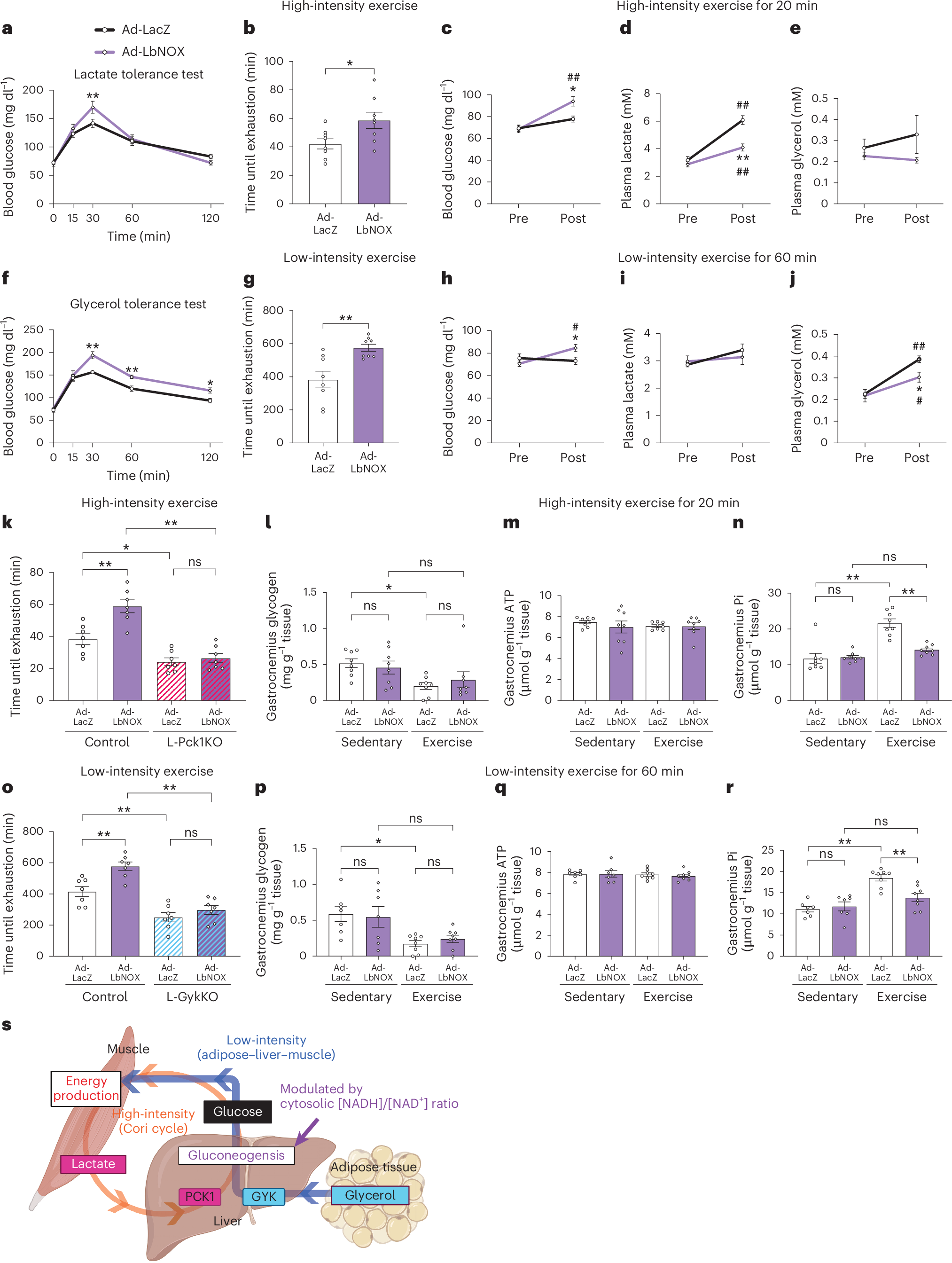 Fig. 4: Hepatic LbNOX expression enhances capacities for exercise of both intensities by enhanced redox-dependent gluconeogenesis.