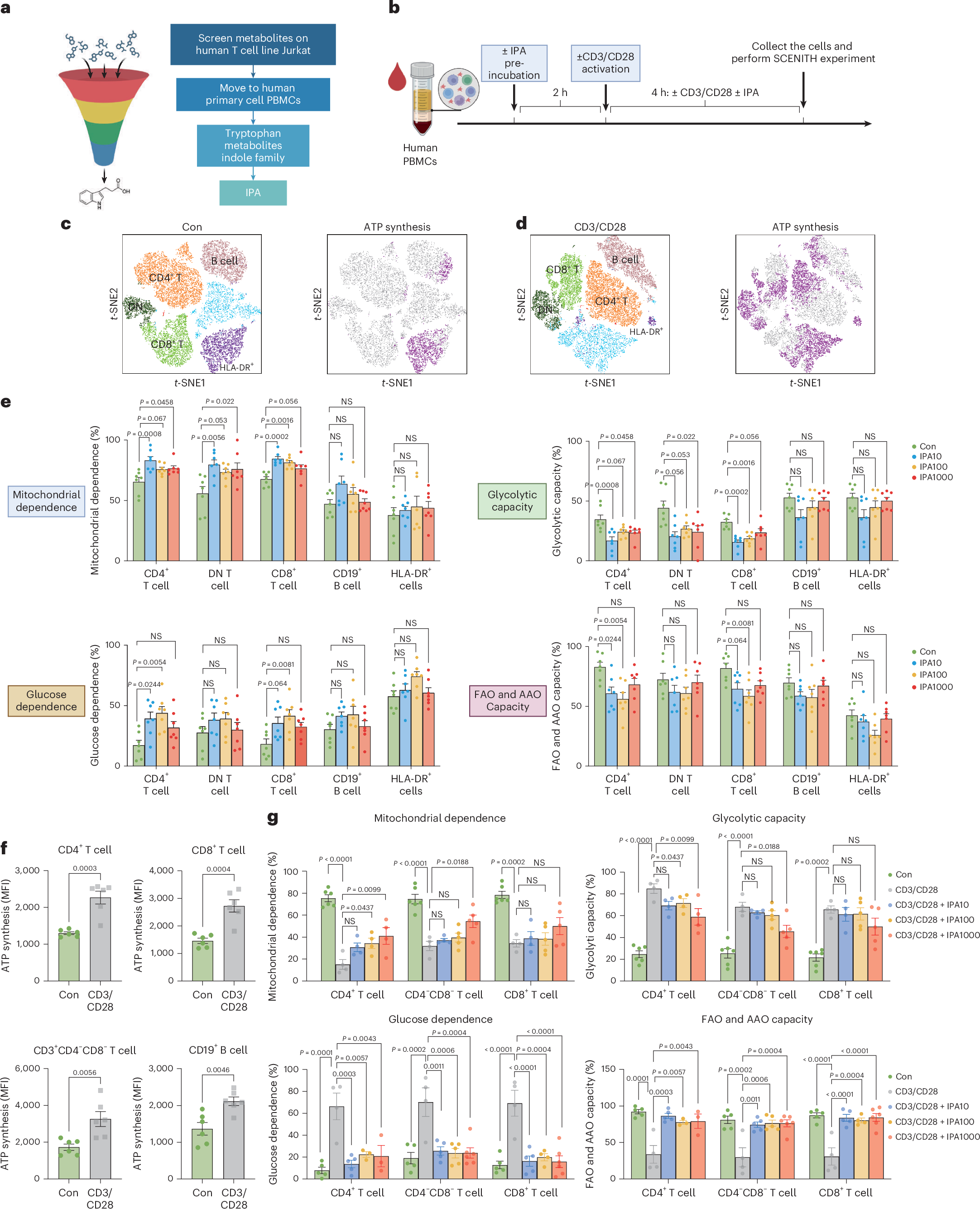 Fig. 1: IPA reprograms energy metabolism of human T cells.