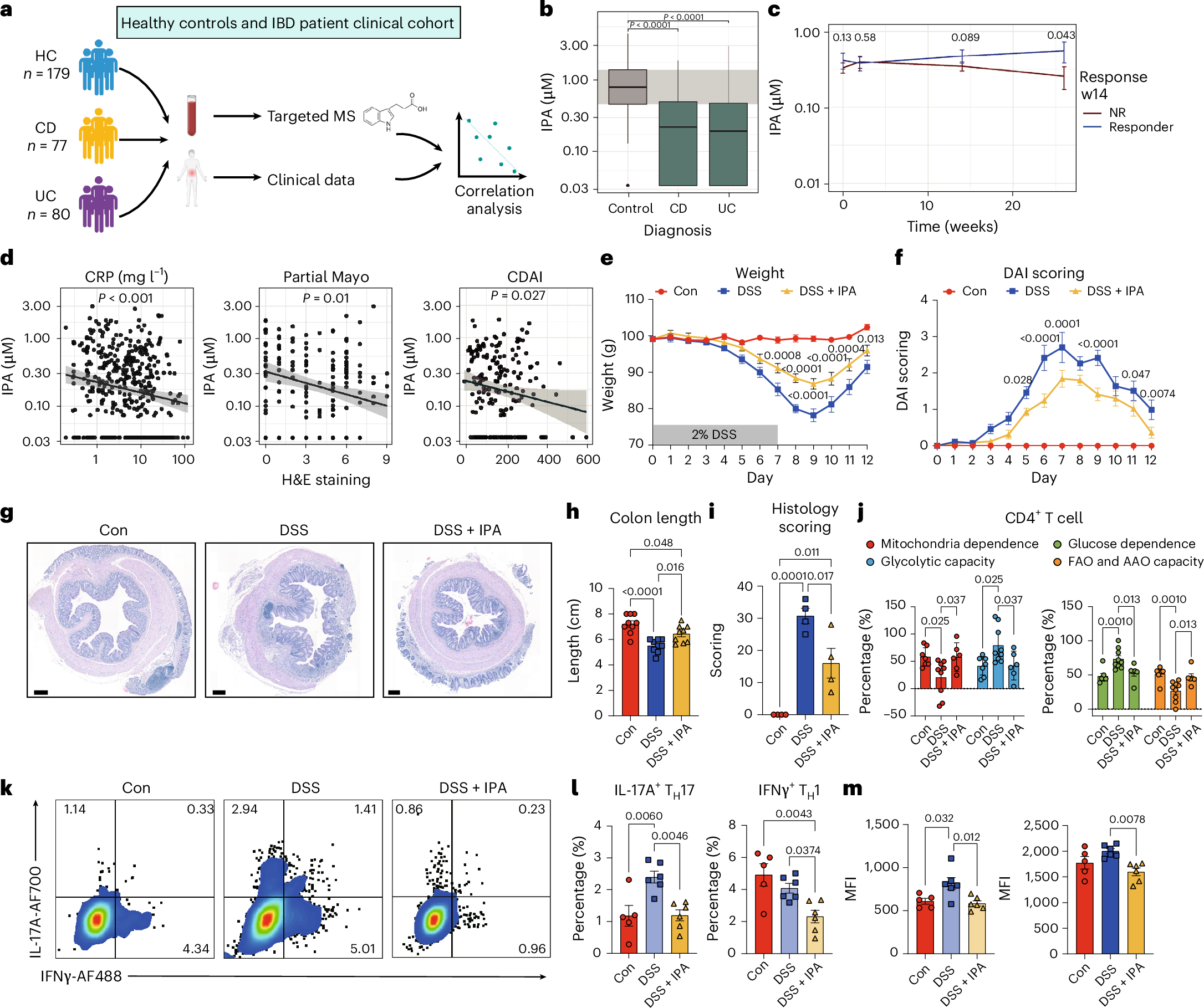 Fig. 7: IPA protects from colitis and rewires the energy metabolism and phenotype of colonic CD4+ T cells during inflammation.