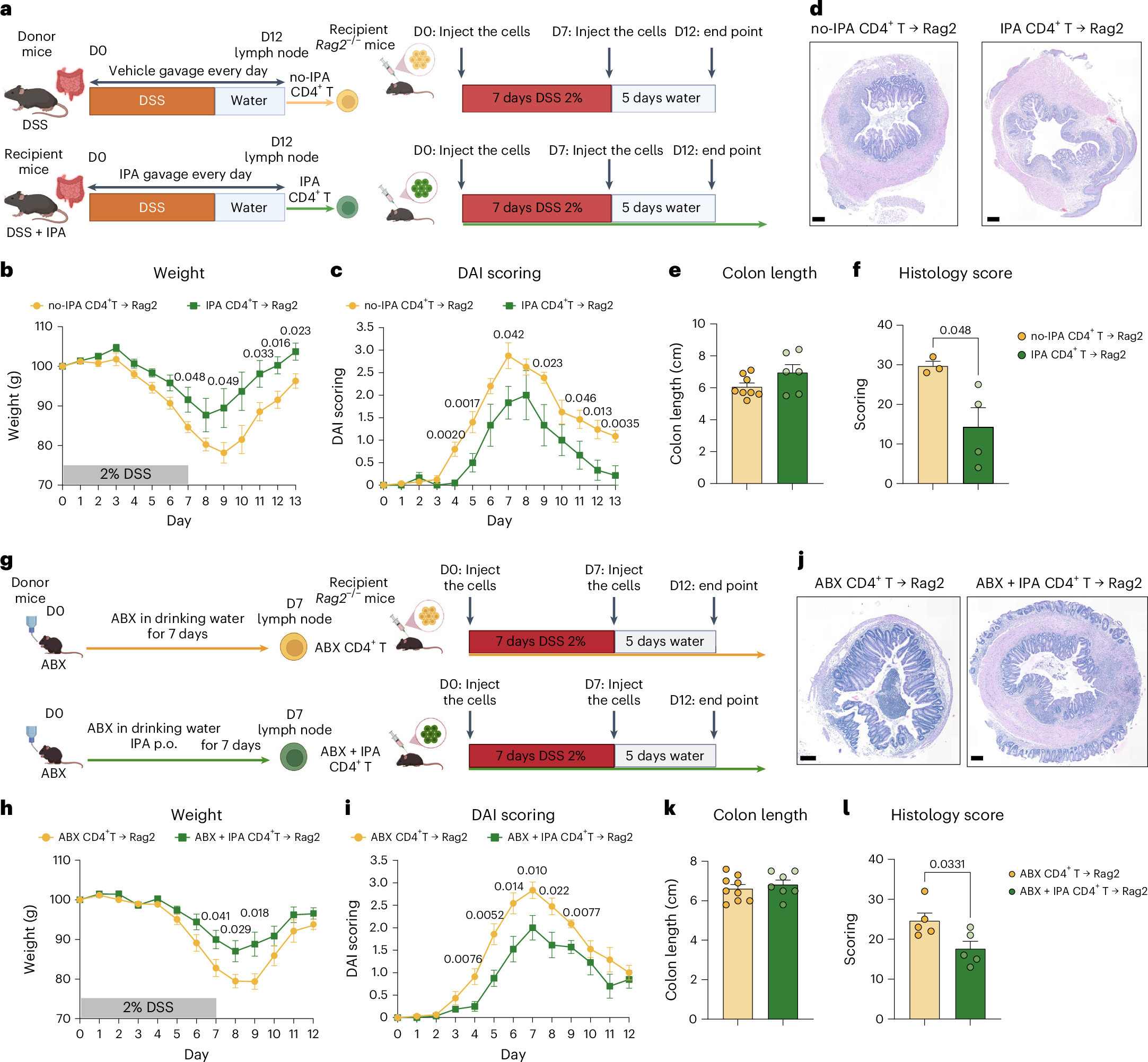Fig. 8: Anti-inflammatory effect of IPA in colitis model in vivo are mediated by CD4+ T cells.