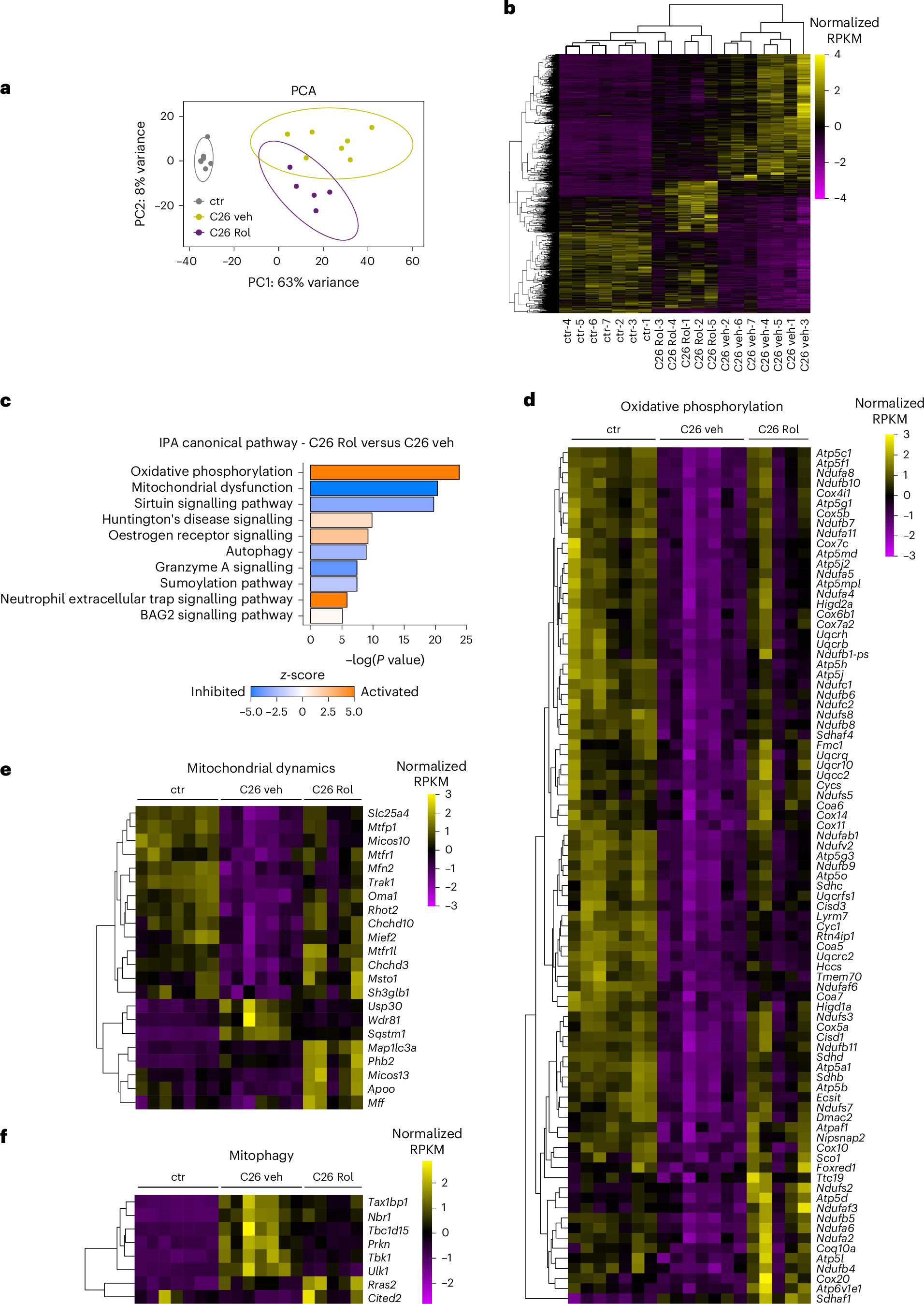 Fig. 5: PDE4 targeting restores mitochondrial- and oxidative metabolism-related gene expression in skeletal muscle from cachectic mice.
