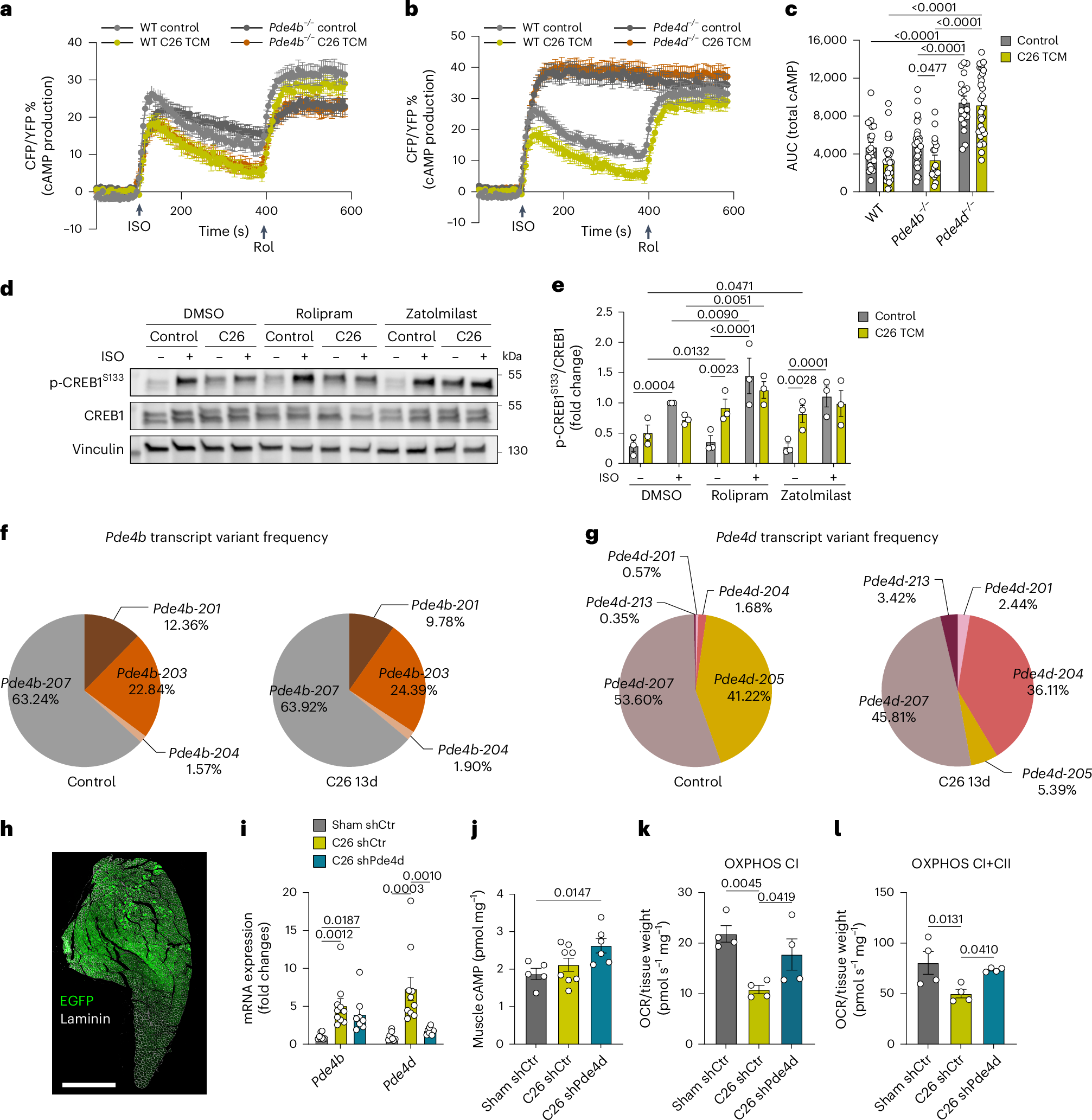 Fig. 7: PDE4D isoform is a critical mediator of cancer-induced cAMP and metabolic dysfunction in skeletal muscle.