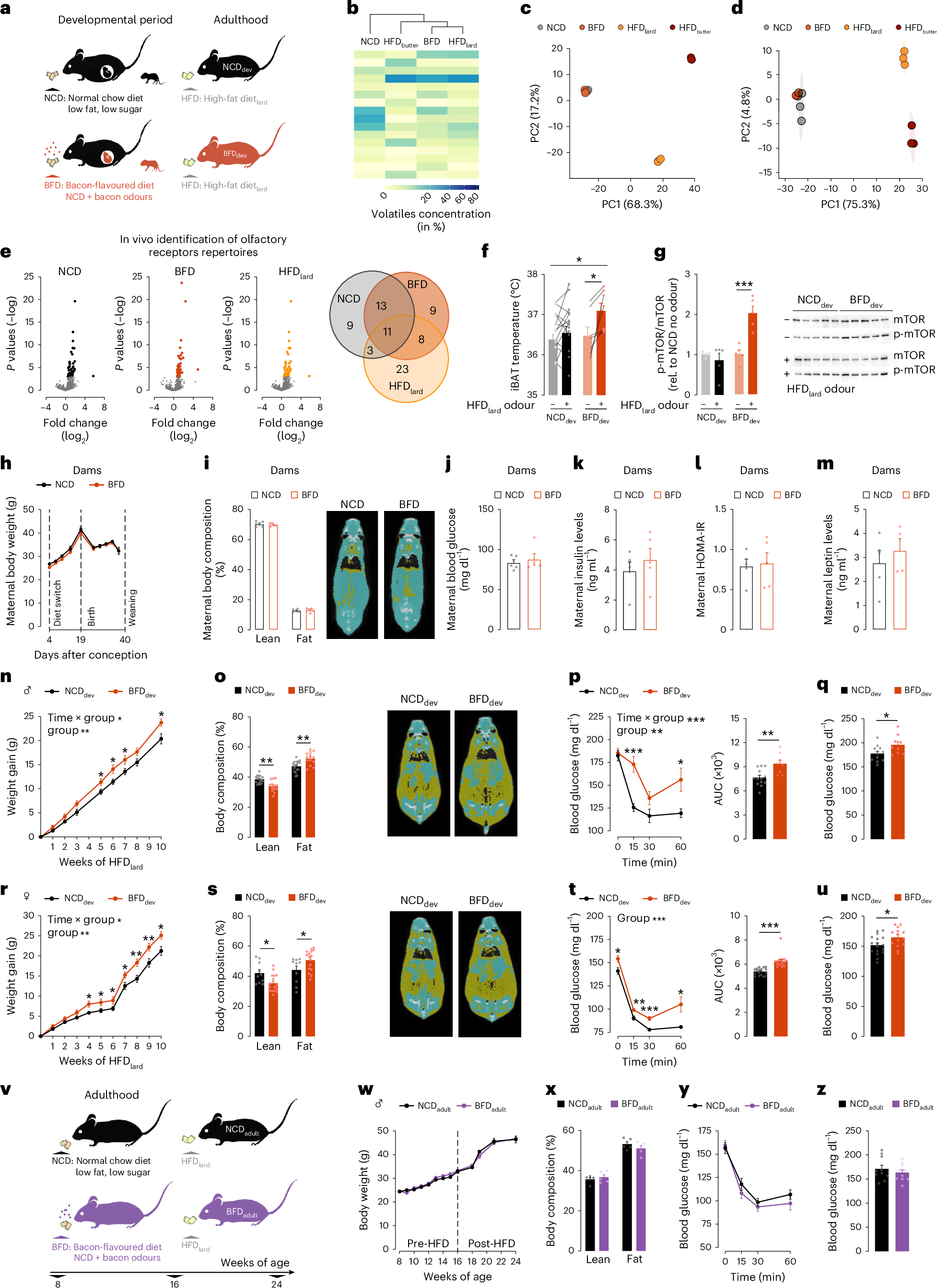 妊娠期の脂肪食の匂いが子孫の肥満を誘発(The smell of fatty foods during pregnancy promotes obesity in offspring)
