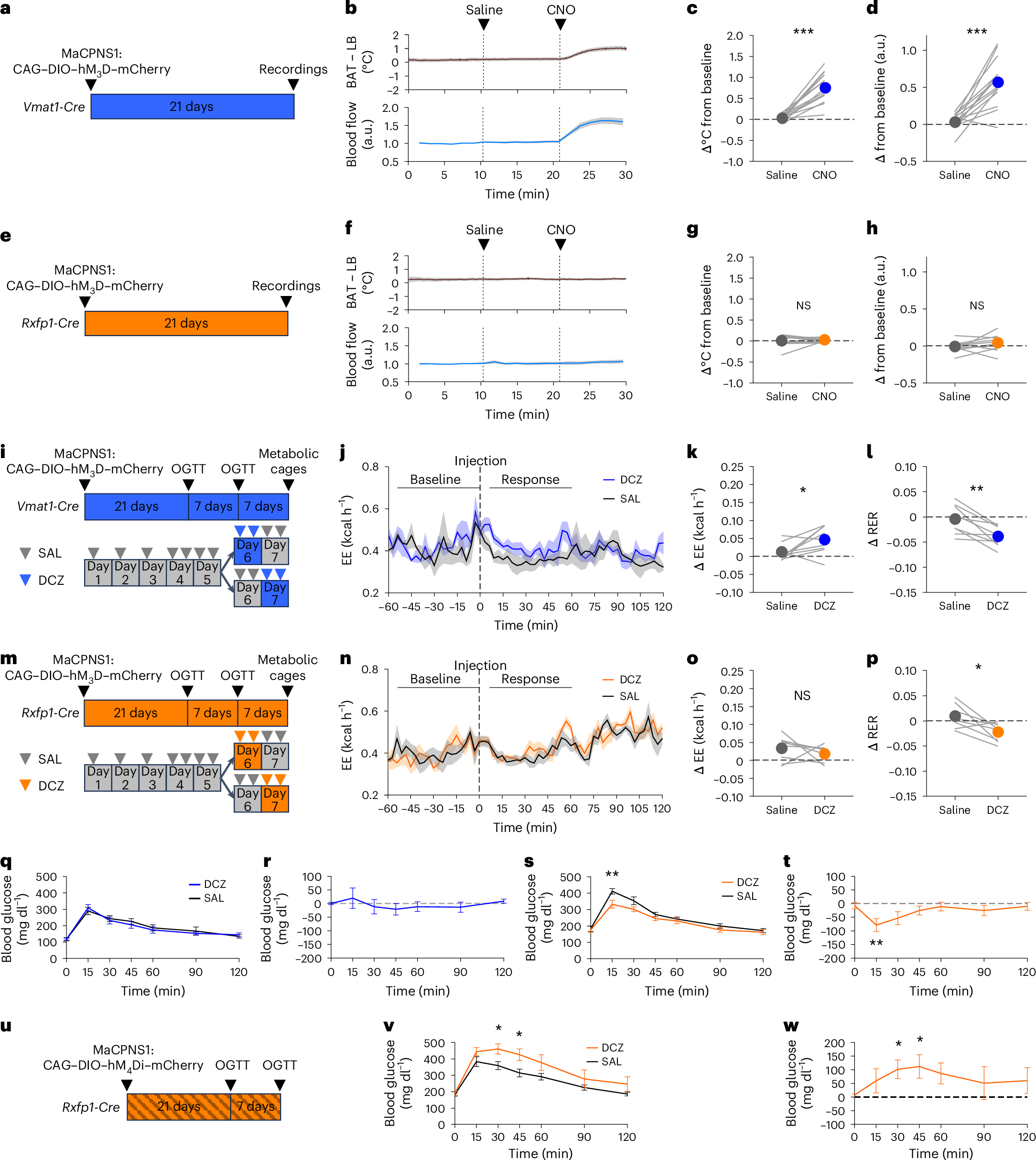 Fig. 4: Parenchyma-projecting neurons regulate iBAT physiology, while blood vessel-projecting neurons influence systemic glucose metabolism.