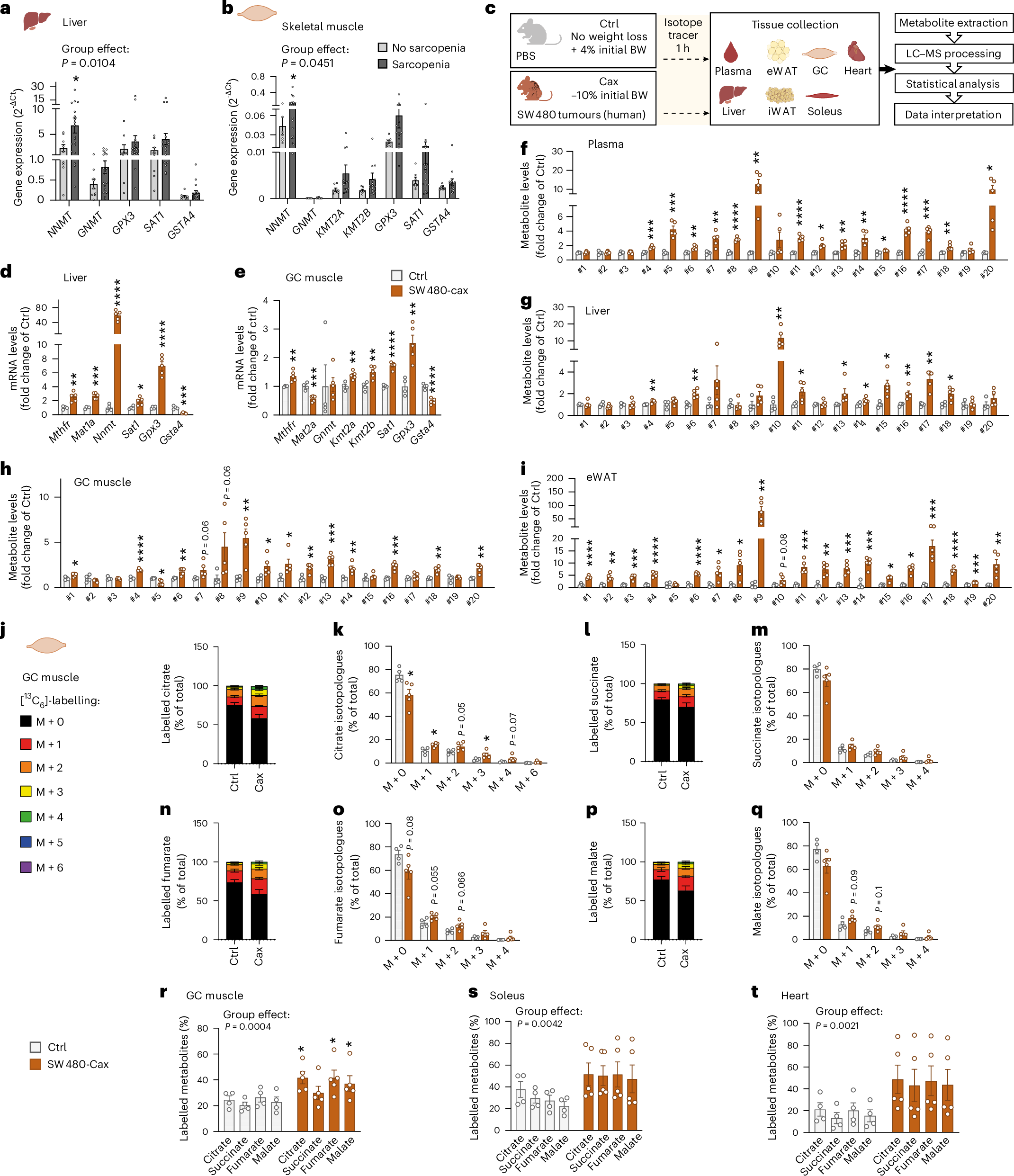 Fig. 8: Activation of one-carbon metabolism associated with muscle hypermetabolism is also a feature of cachexia in the humanised SW480-tumour mouse model.