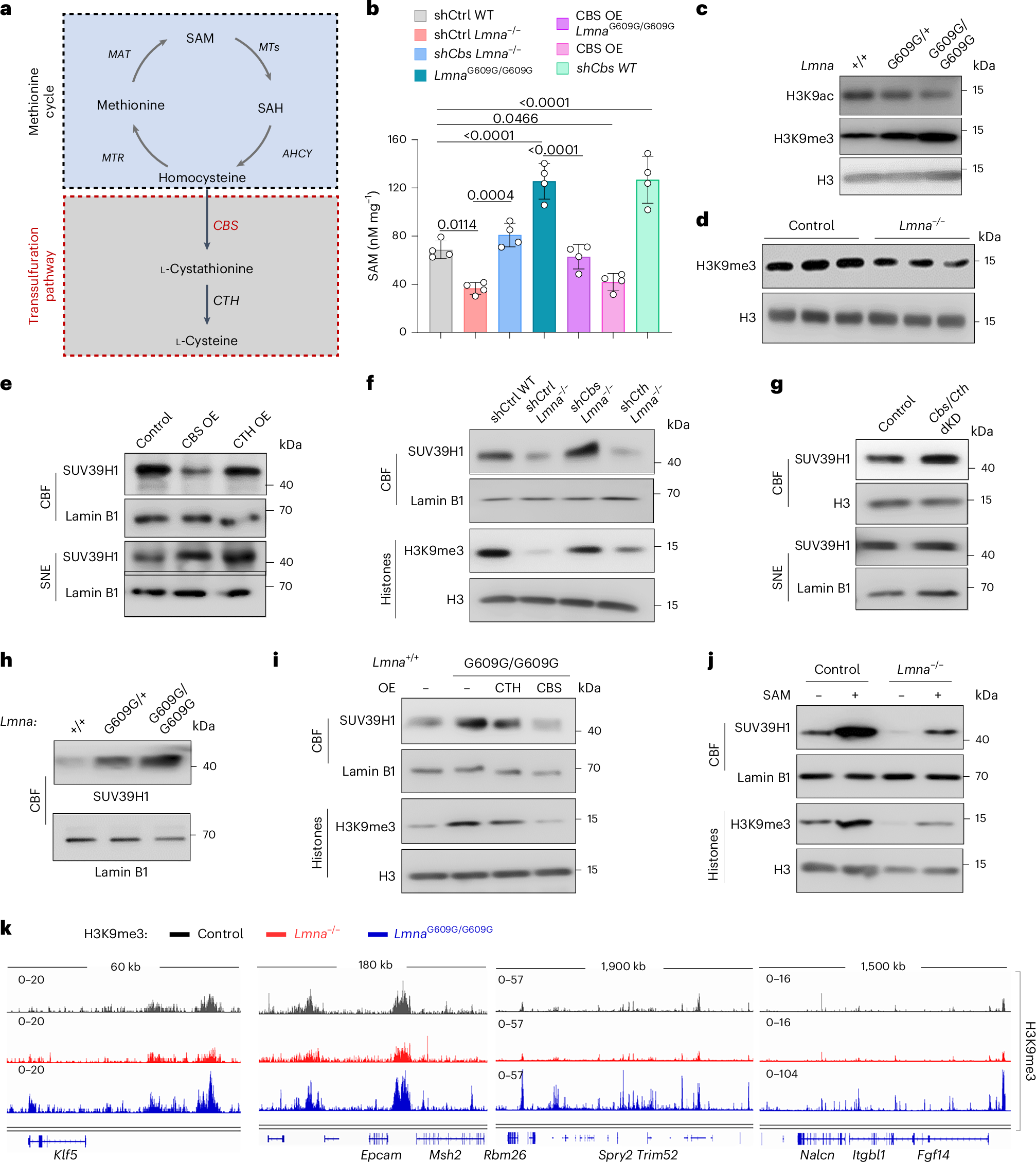 Fig. 7: CBS controls S-adenosylmethionine levels and SUV39H1 recruitment to chromatin in naive pluripotent stem cells.