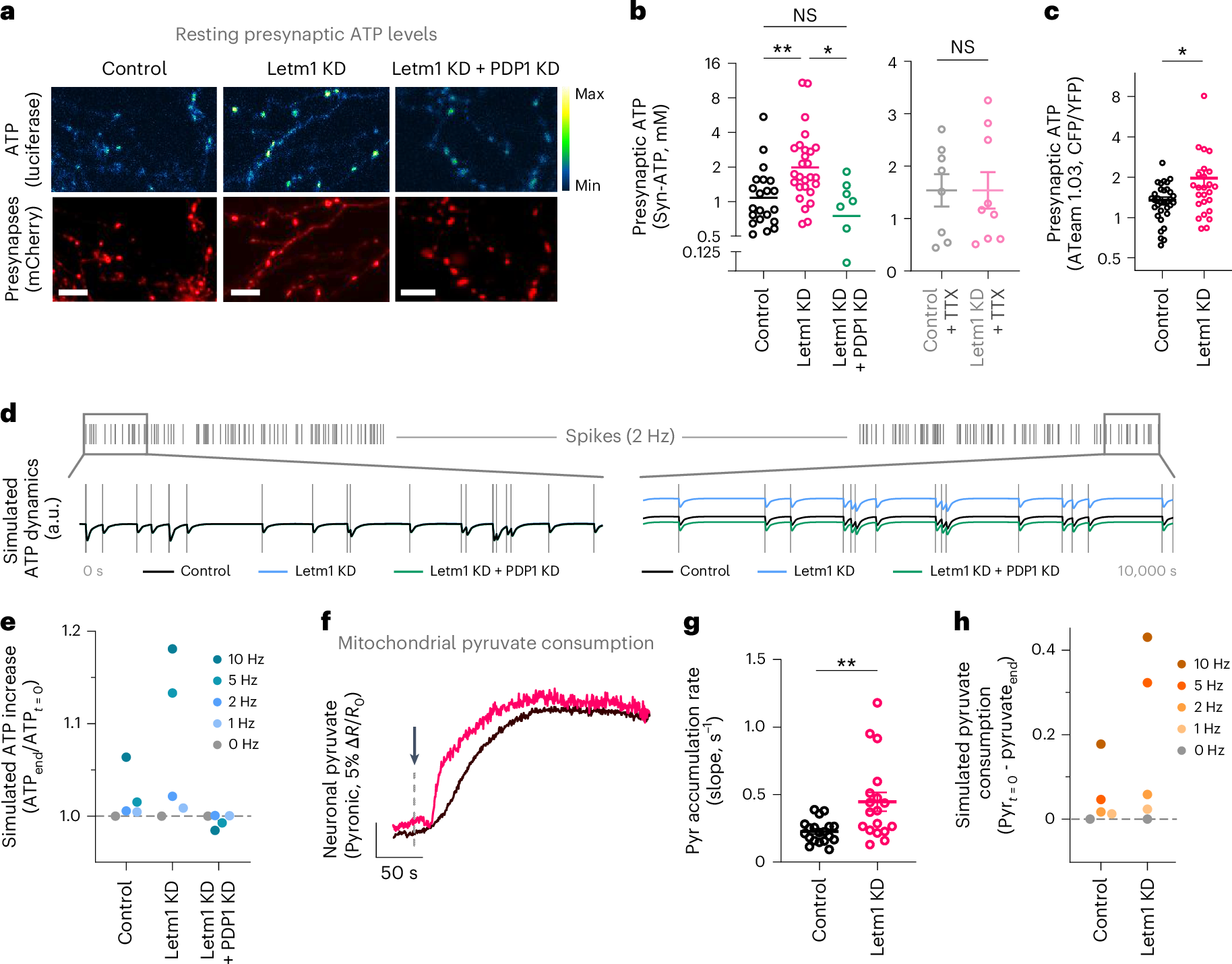 Fig. 2: Prolonged retention of mitochondrial Ca2+ in Letm1 KD increases activity-dependent mitochondrial ATP production in rodent hippocampal neurons.