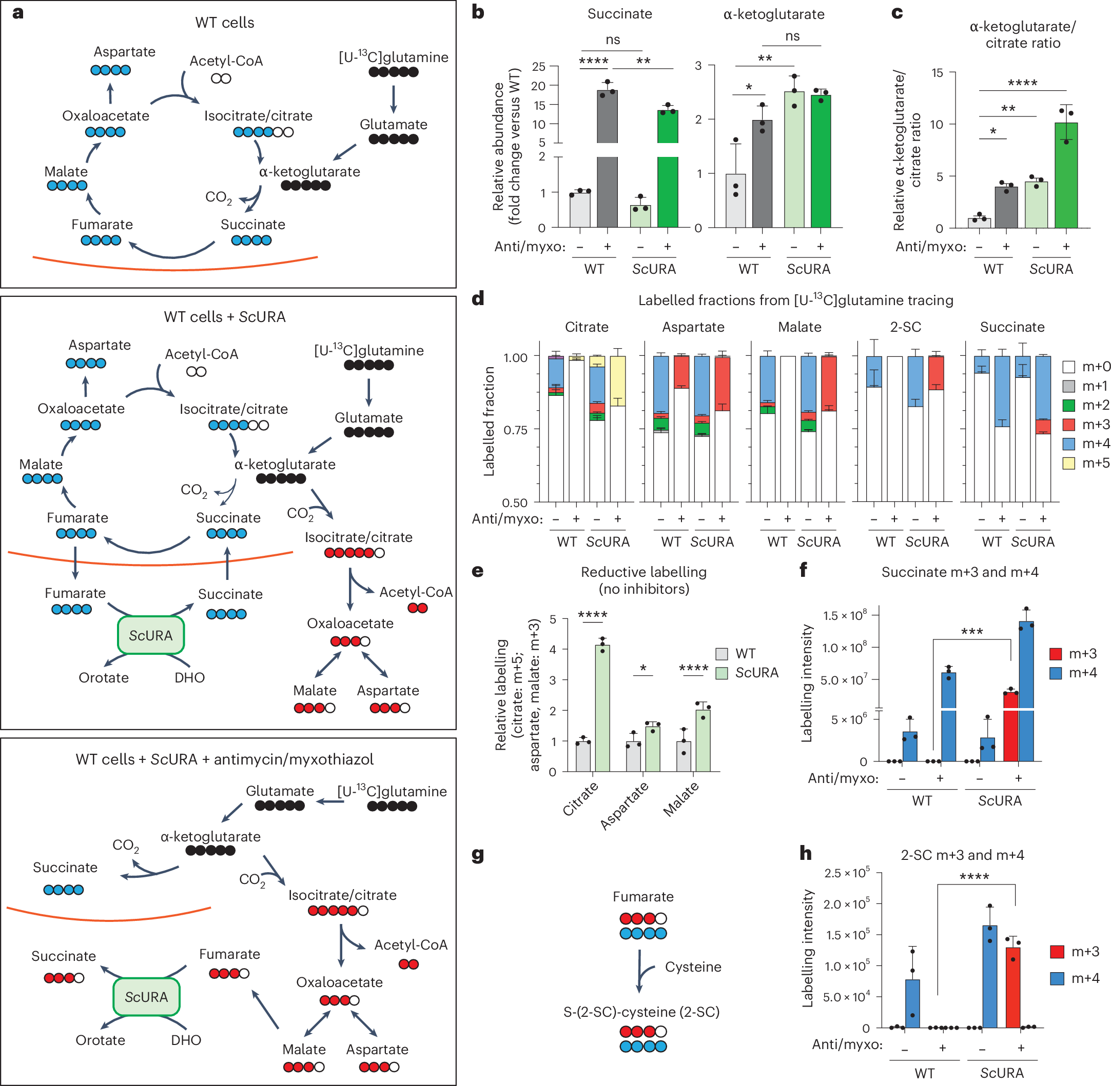 Fig. 4: Metabolic rewiring of ScURA revealed by [U-13C]glutamine labelling.