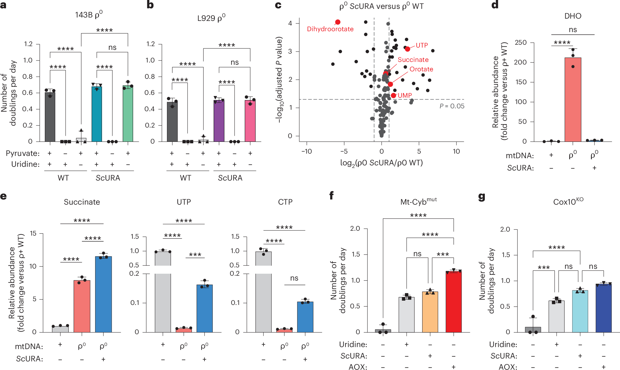 Fig. 5: ScURA alleviates cell proliferation defects caused by mitochondrial dysfunction in mitochondrial disease models.