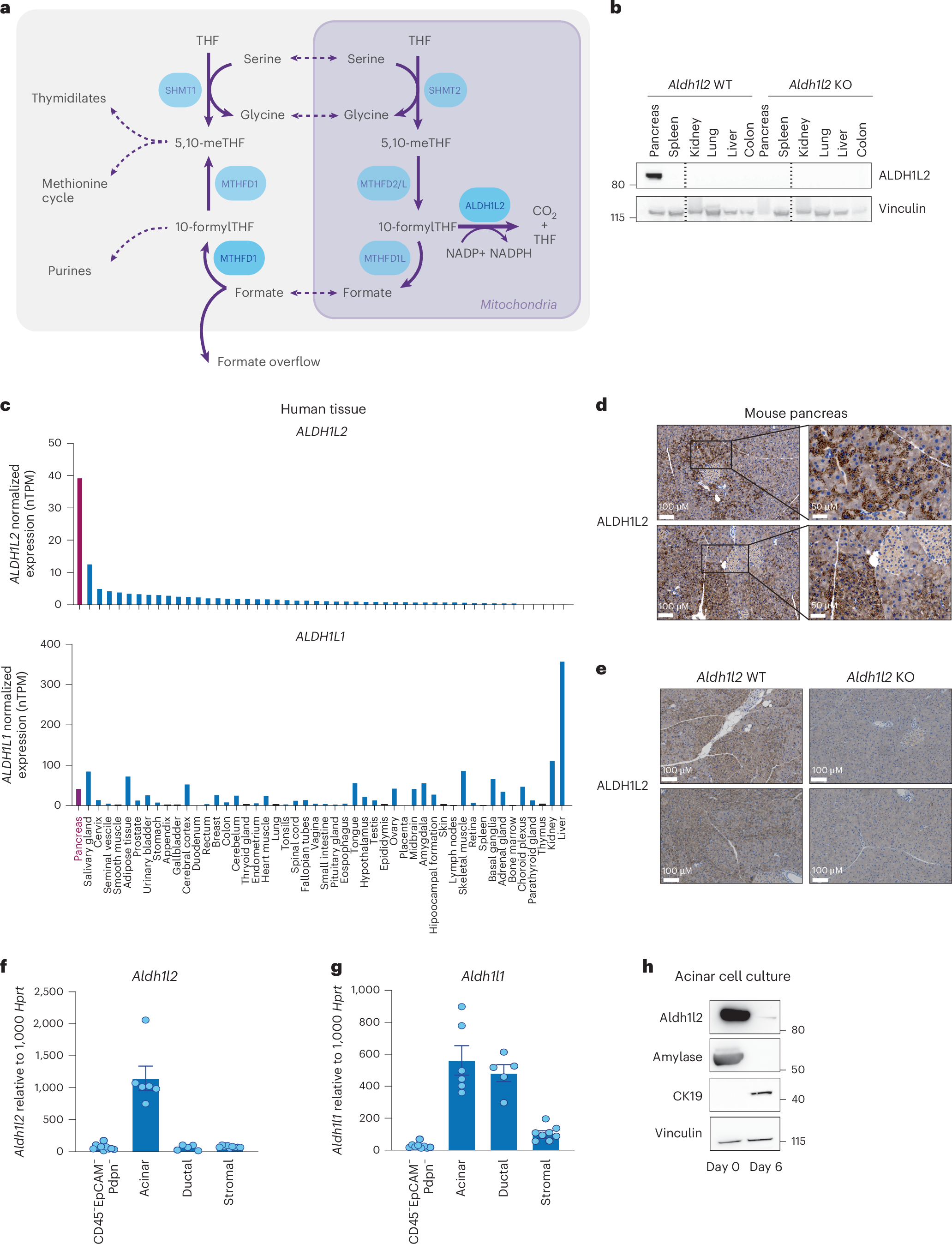 ALDH1L2 regulates reactive oxygen species and acinar-to-ductal metaplasia in the pancreas