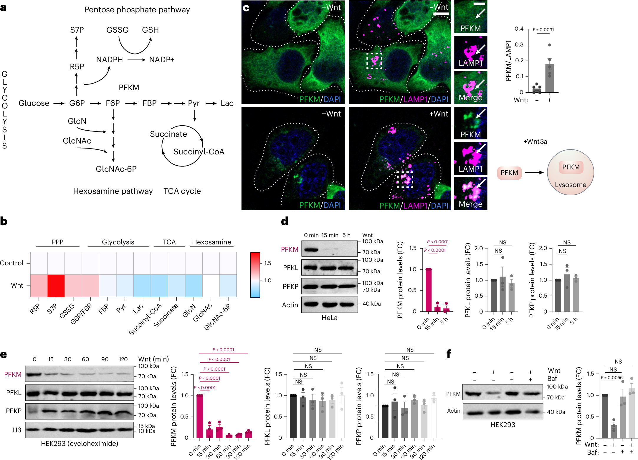 筋肉修復の細胞メカニズムを解明（UC Irvine scientists uncover cellular mechanism behind muscle repair）